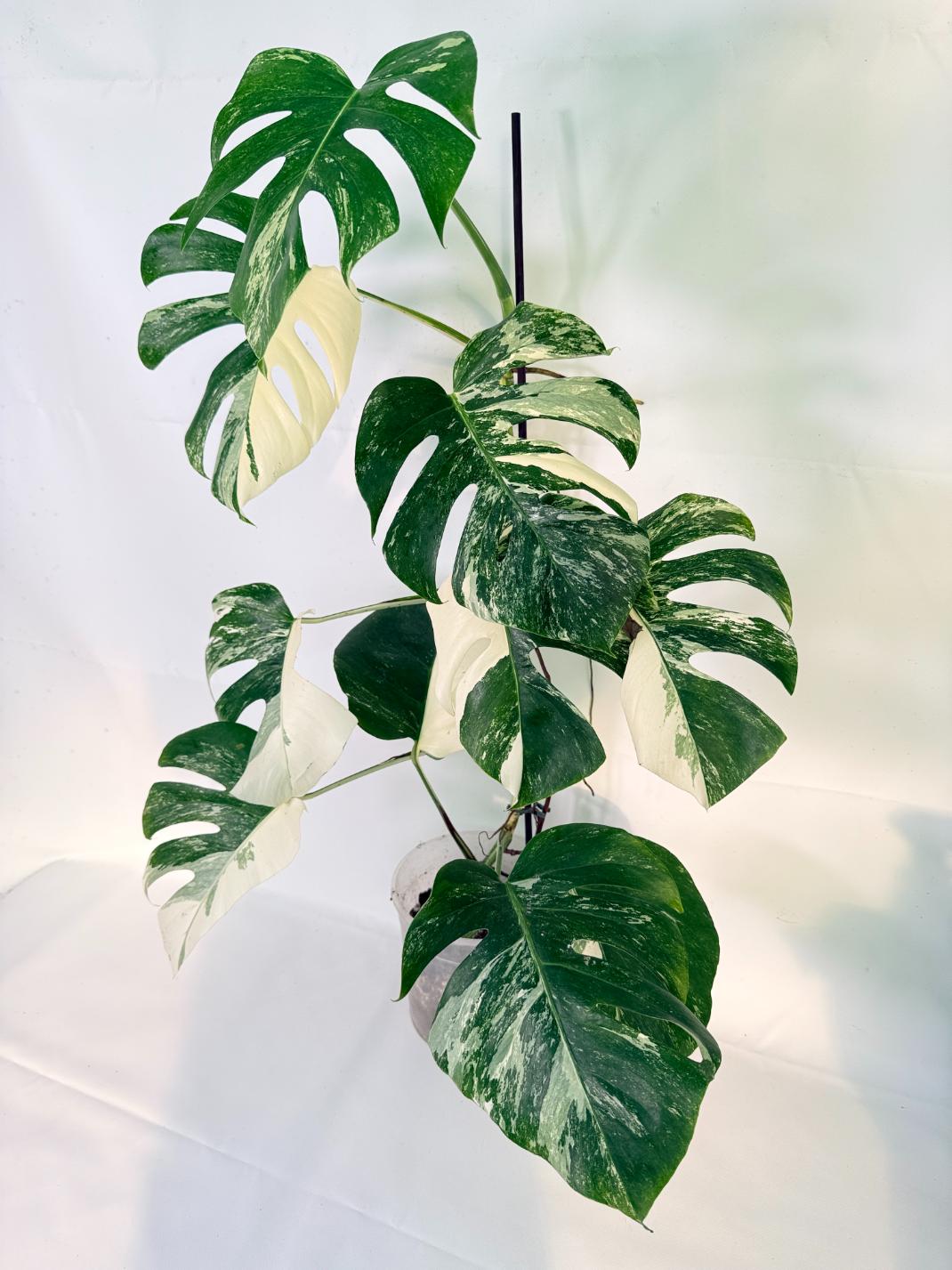 Monstera Albo Variegata XL 03
