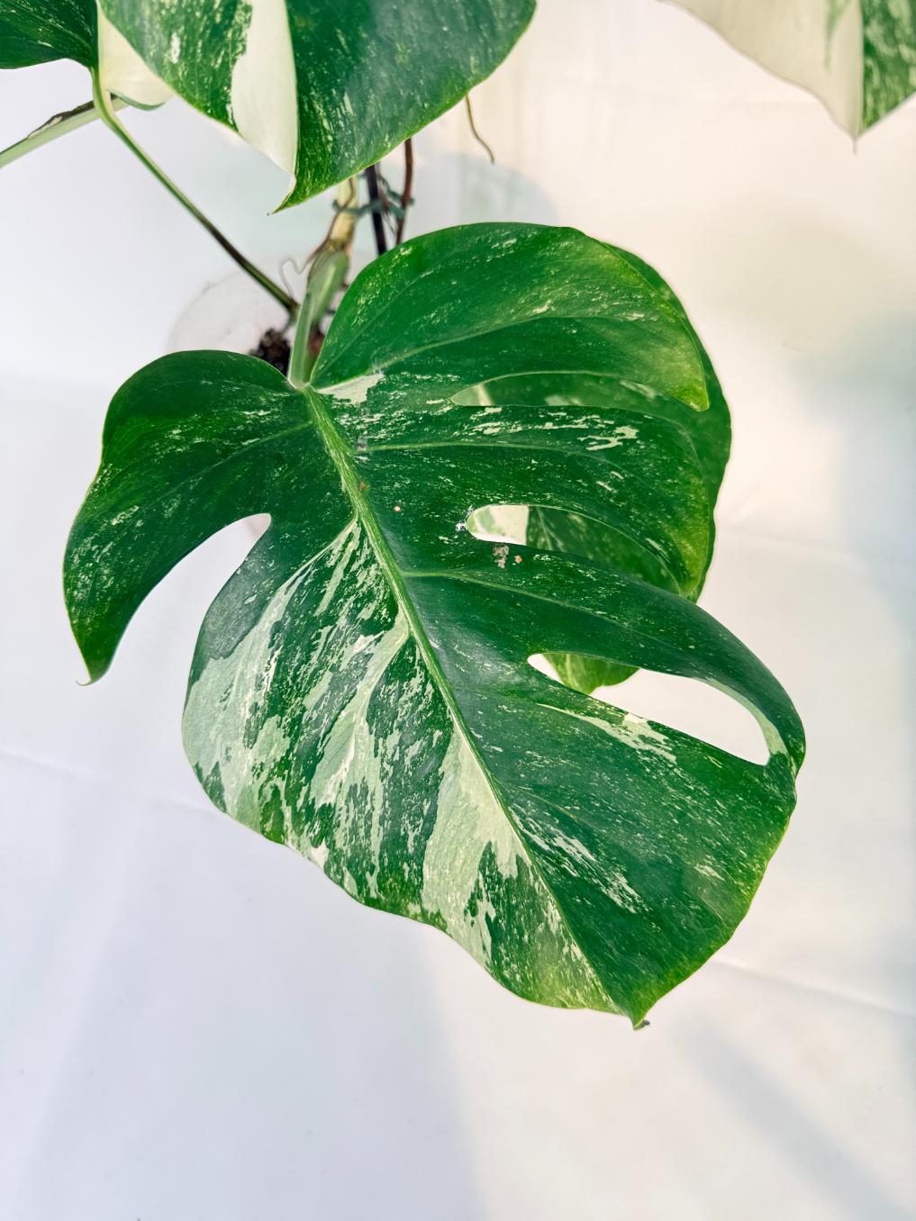 Monstera Albo Variegata XL 04