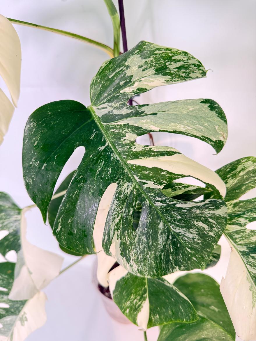 Monstera Albo Variegata XL 05