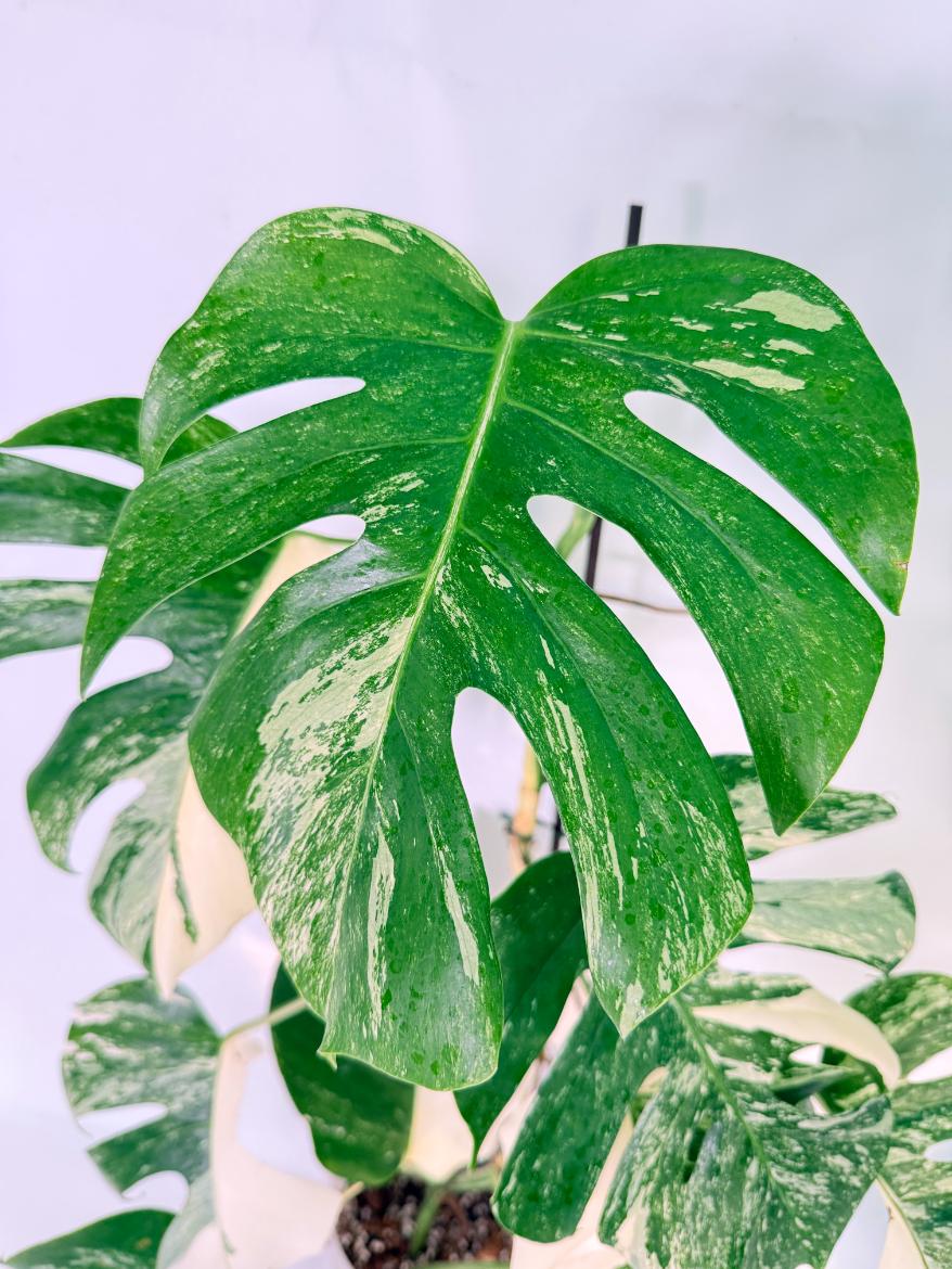 Monstera Albo Variegata XL 06