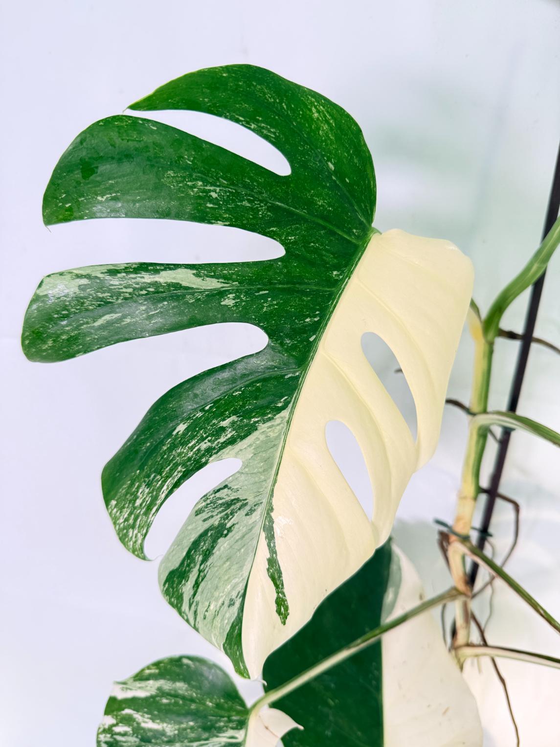 Monstera Albo Variegata XL 07