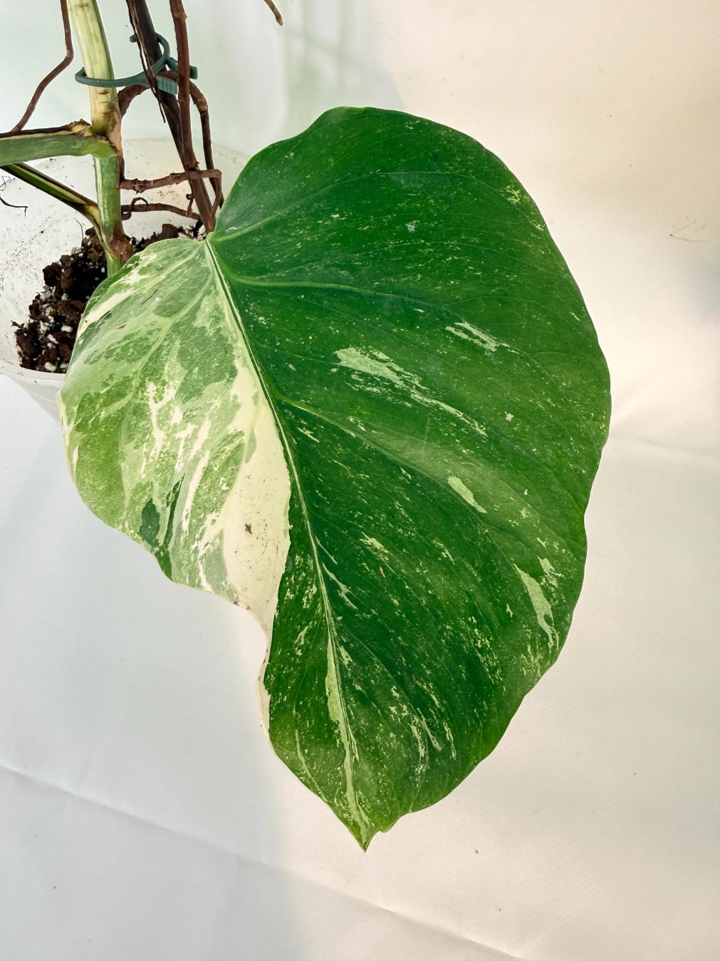 Monstera Albo Variegata XL 08
