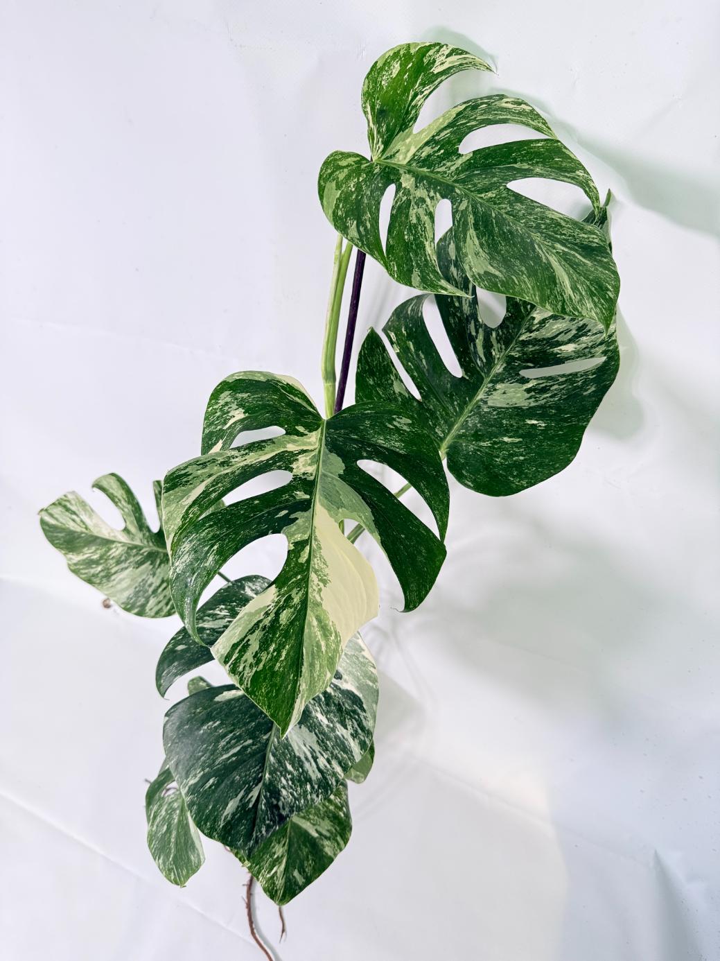 Monstera Albo Variegata XL 10