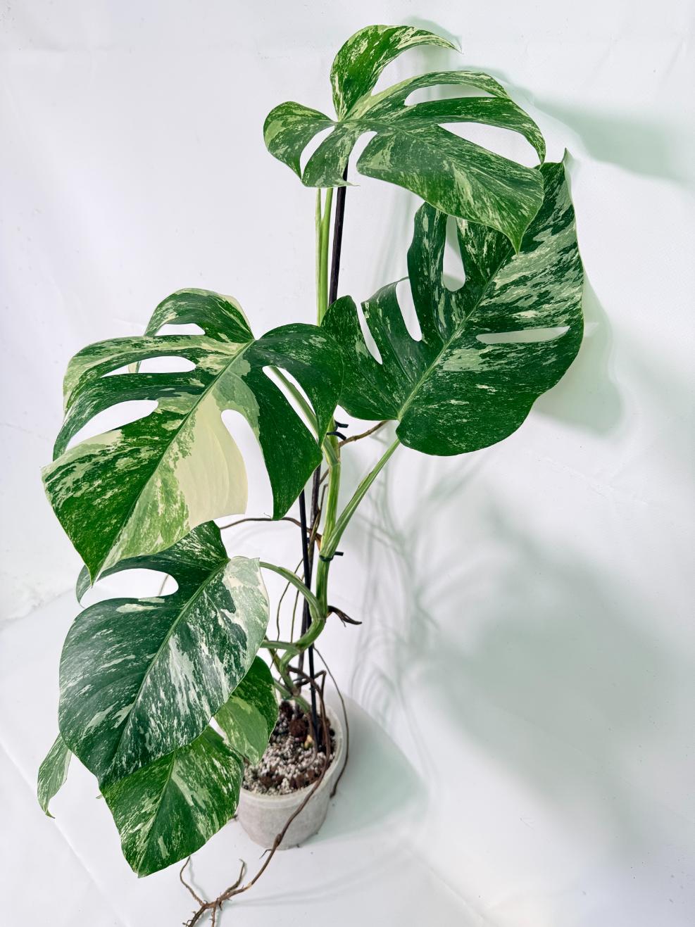 Monstera Albo Variegata XL 01