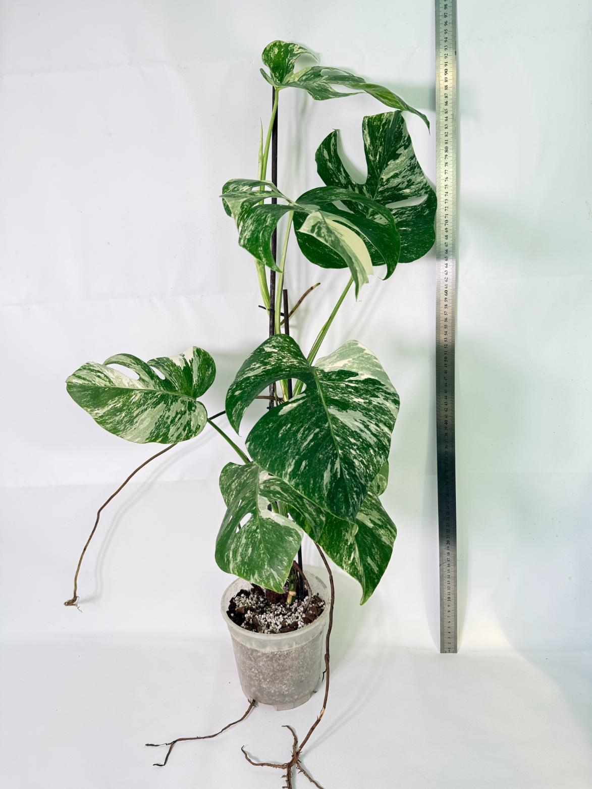 Monstera Albo Variegata XL 02