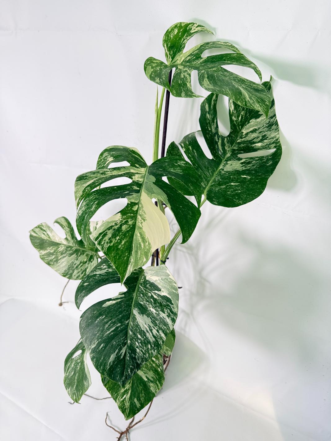 Monstera Albo Variegata XL 03
