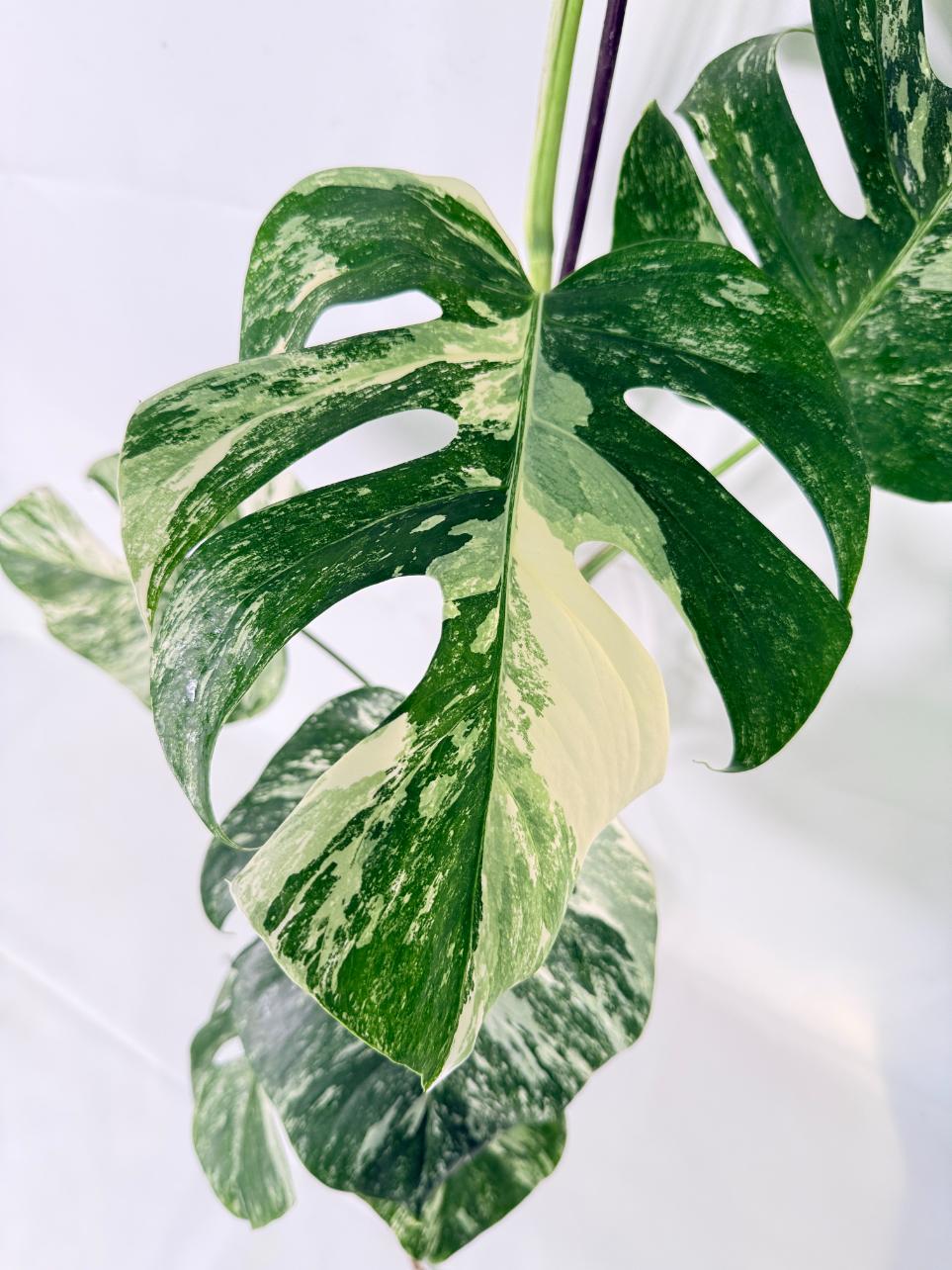 Monstera Albo Variegata XL 04