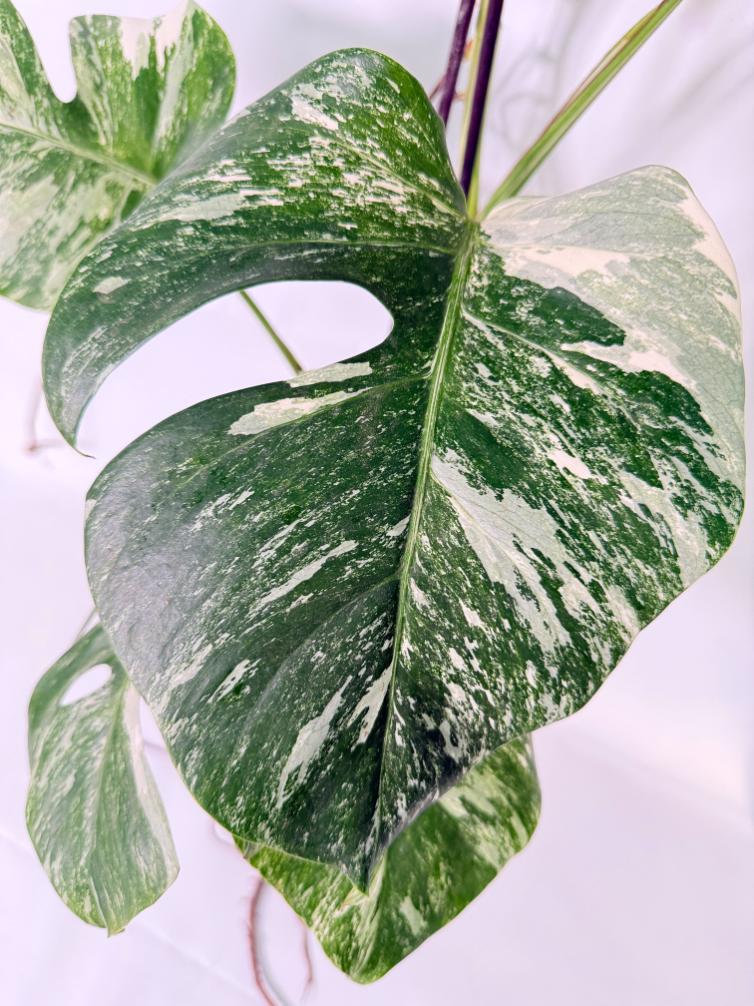 Monstera Albo Variegata XL 05