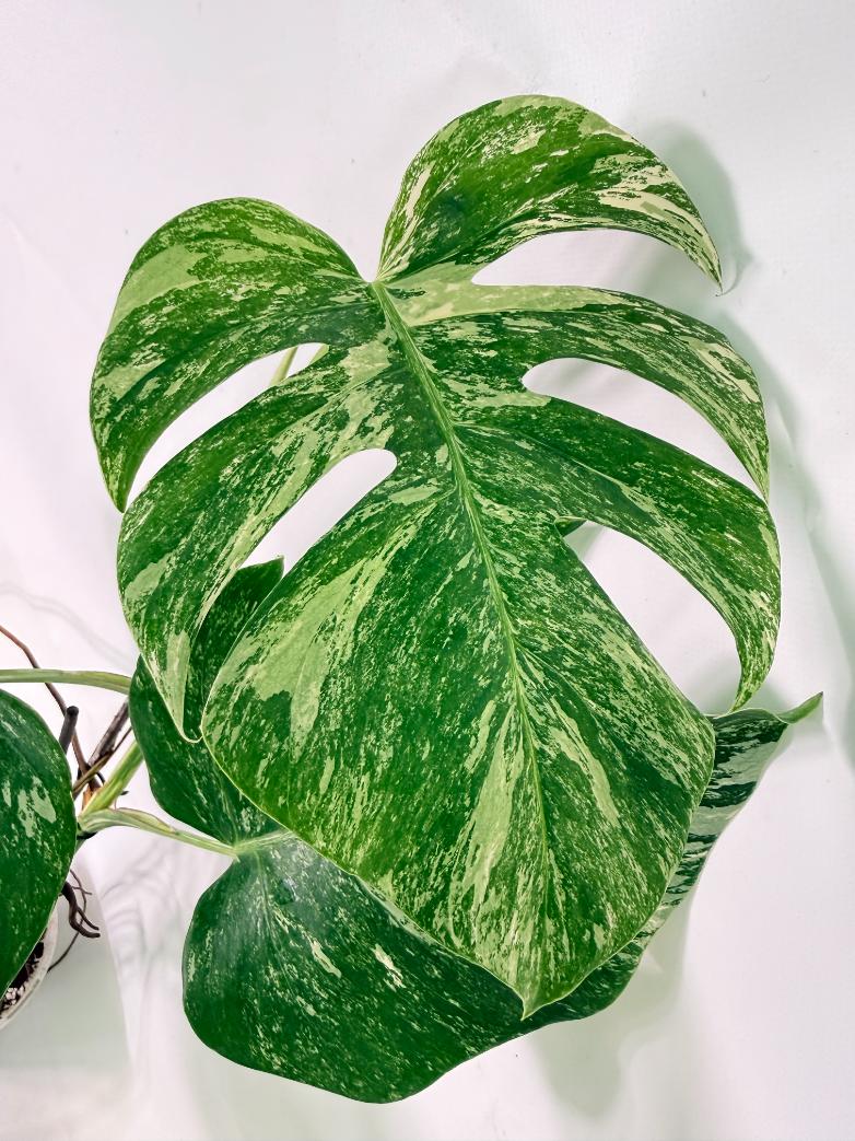 Monstera Albo Variegata XL 06