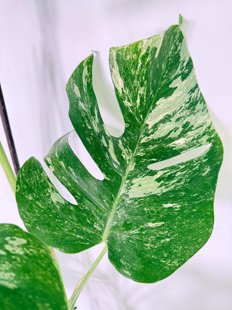 Monstera Albo Variegata XL 07