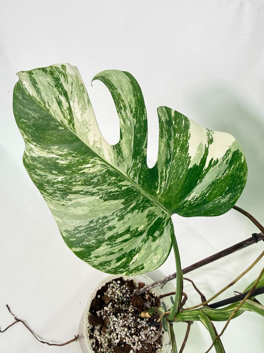 Monstera Albo Variegata XL 08