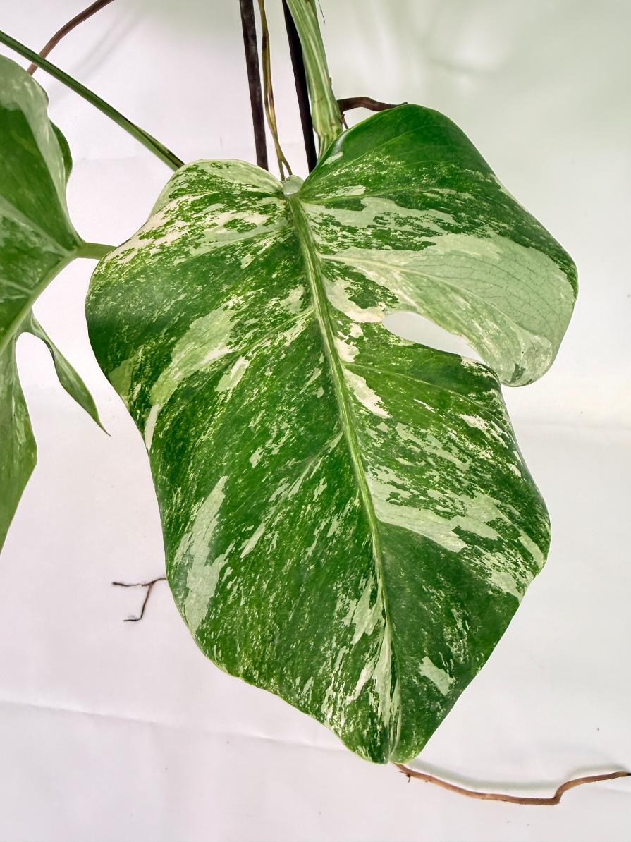 Monstera Albo Variegata XL 09