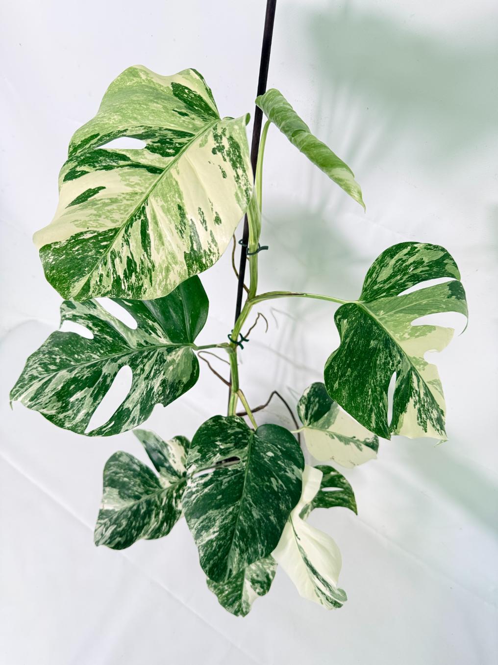 Monstera Albo Variegata XL 01