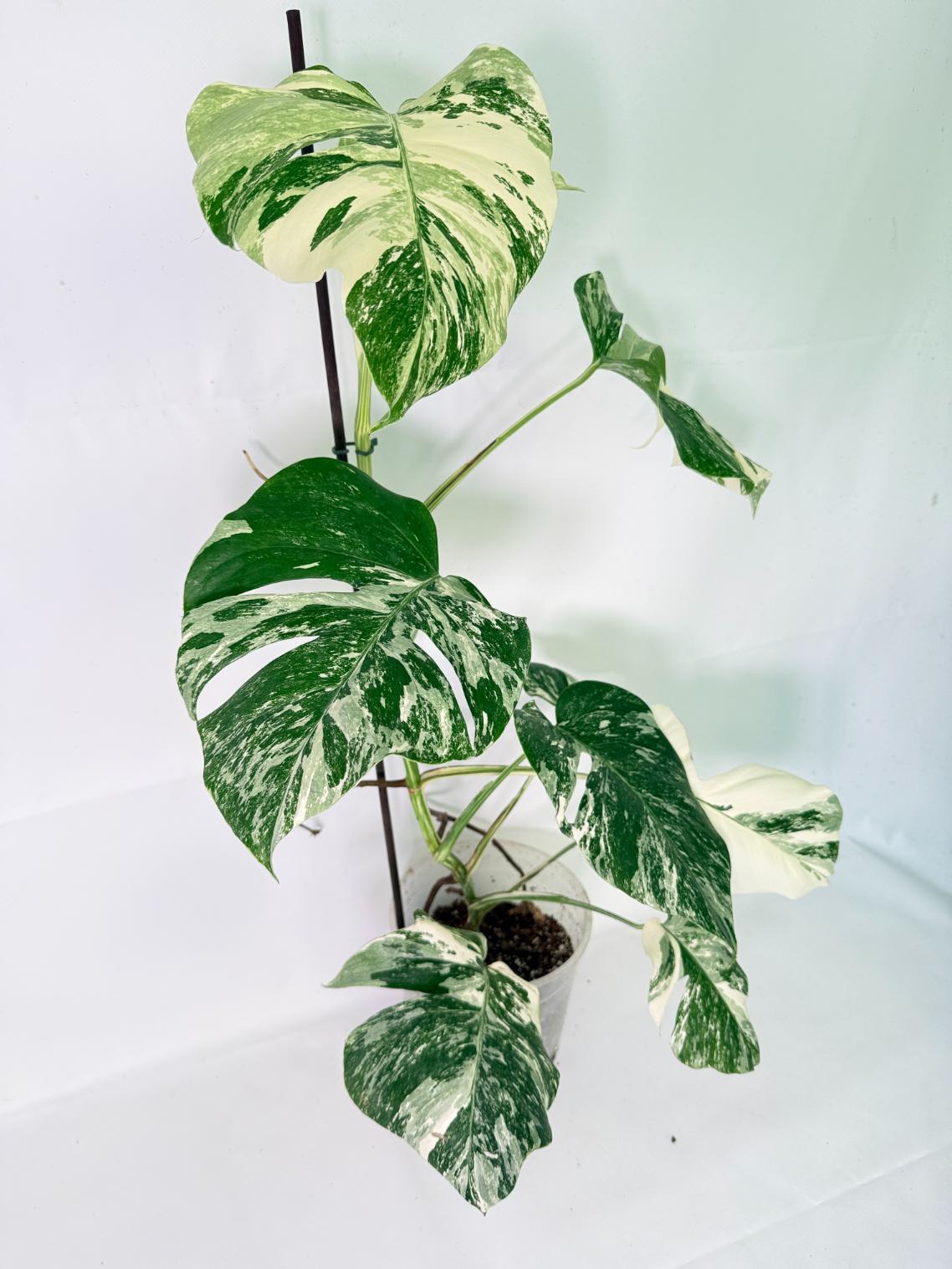 Monstera Albo Variegata XL 10