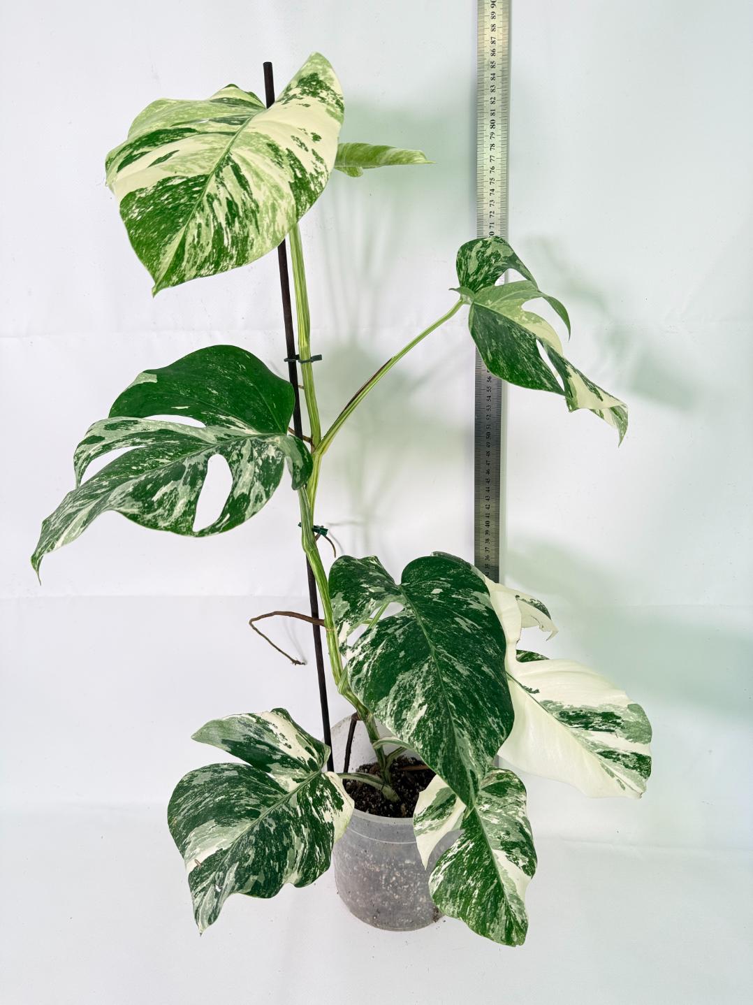 Monstera Albo Variegata XL 02