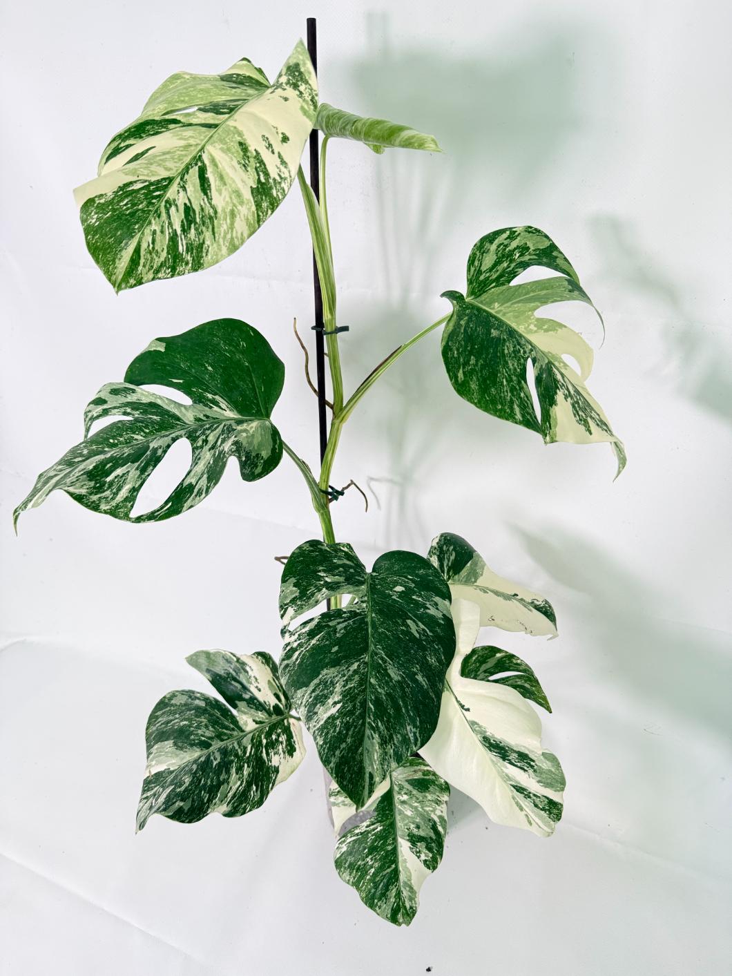 Monstera Albo Variegata XL 03