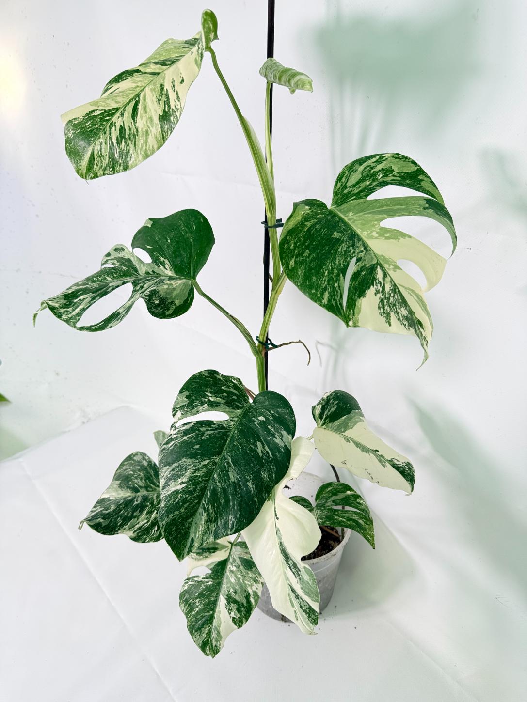 Monstera Albo Variegata XL 04