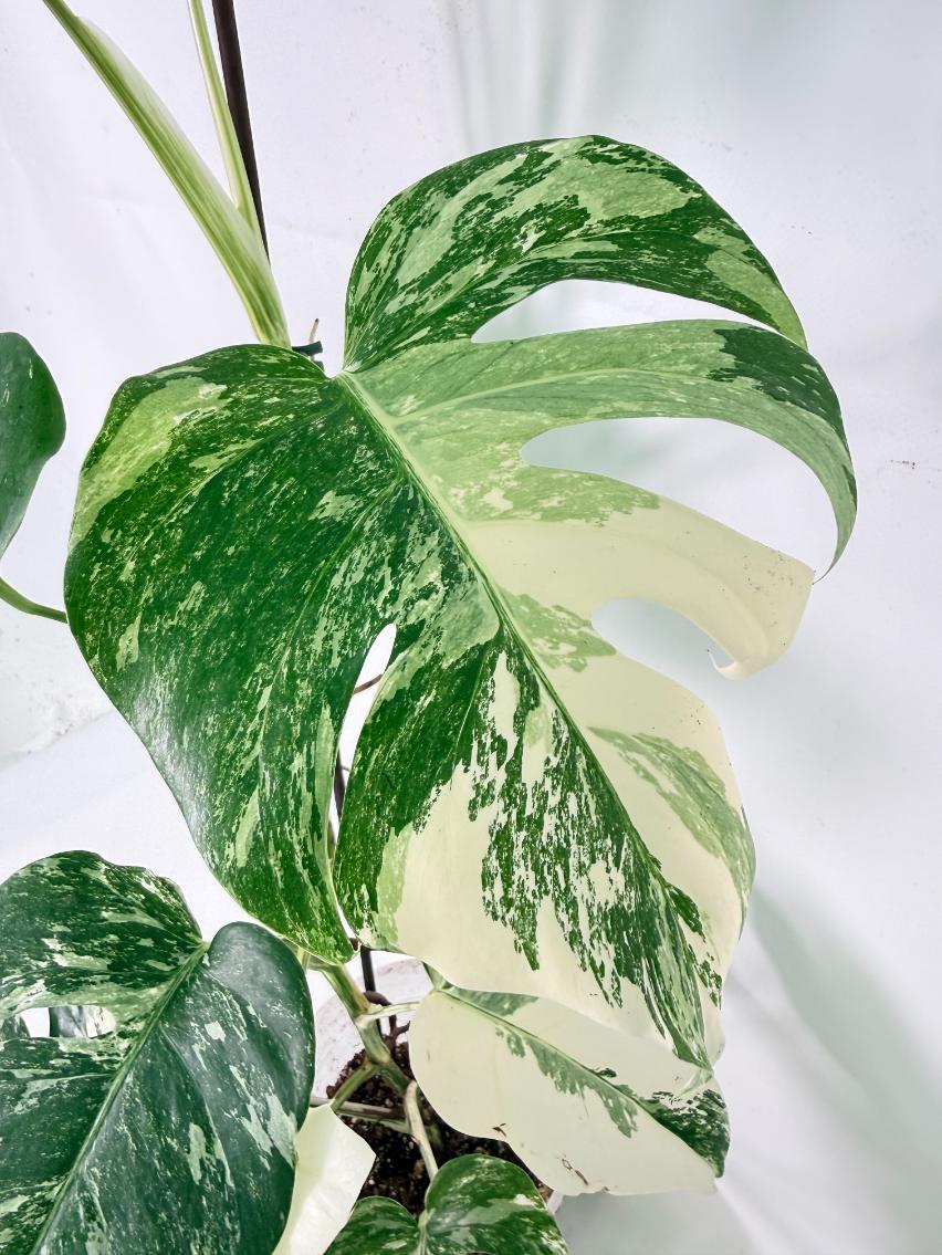 Monstera Albo Variegata XL 05