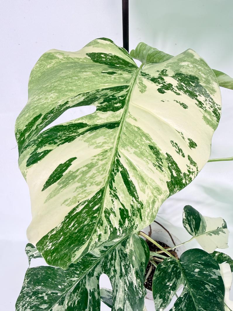 Monstera Albo Variegata XL 06