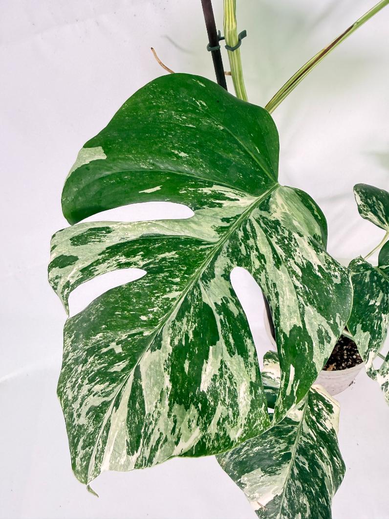 Monstera Albo Variegata XL 07