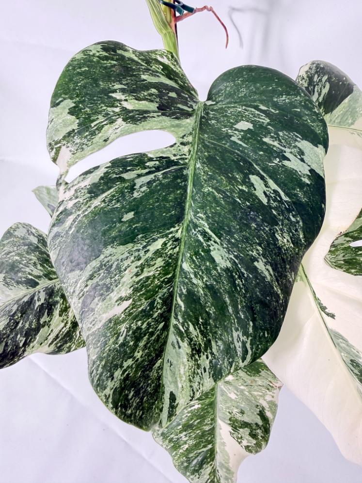 Monstera Albo Variegata XL 08