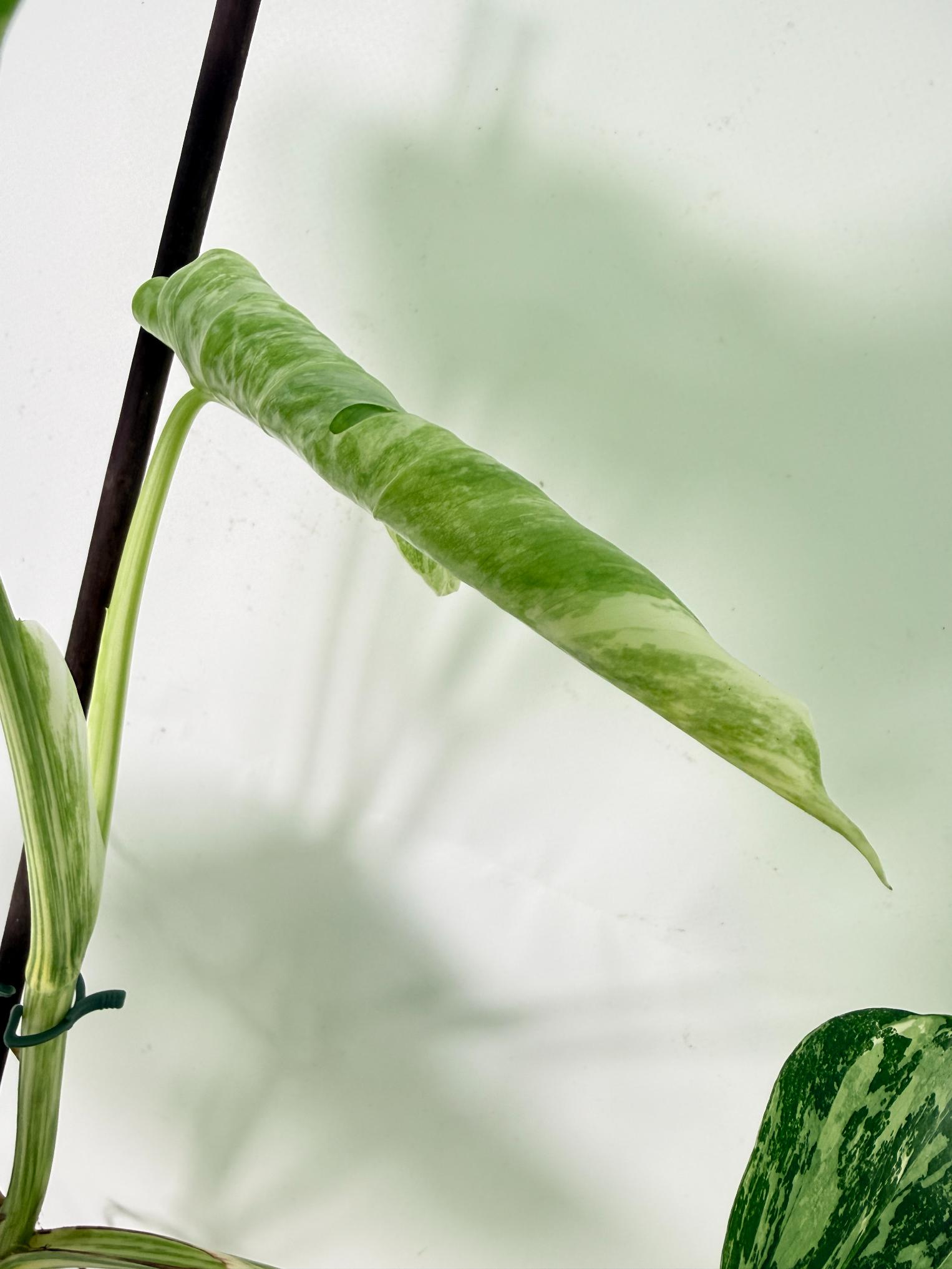 Monstera Albo Variegata XL 09