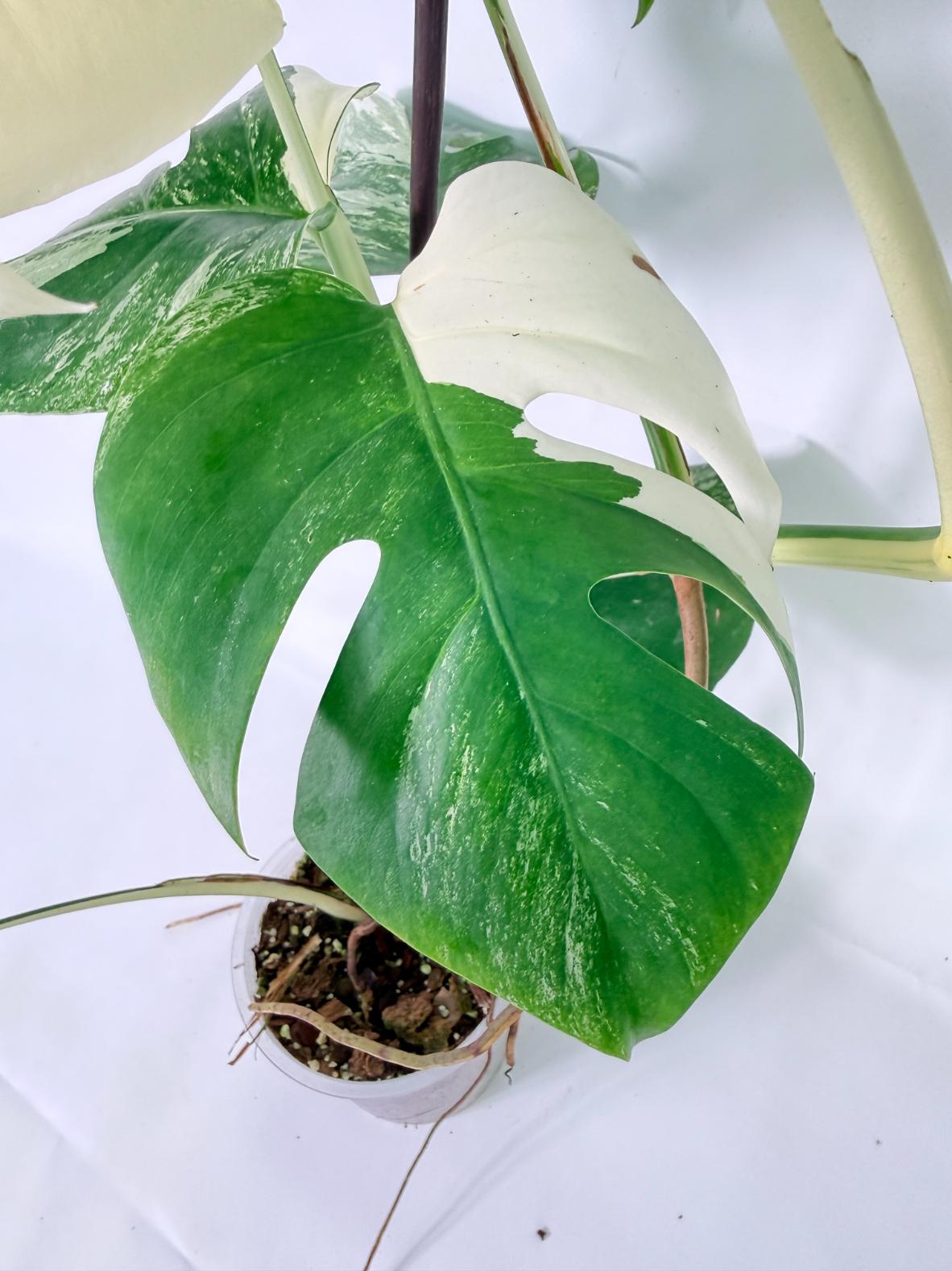 Monstera Albo Variegata XL 08