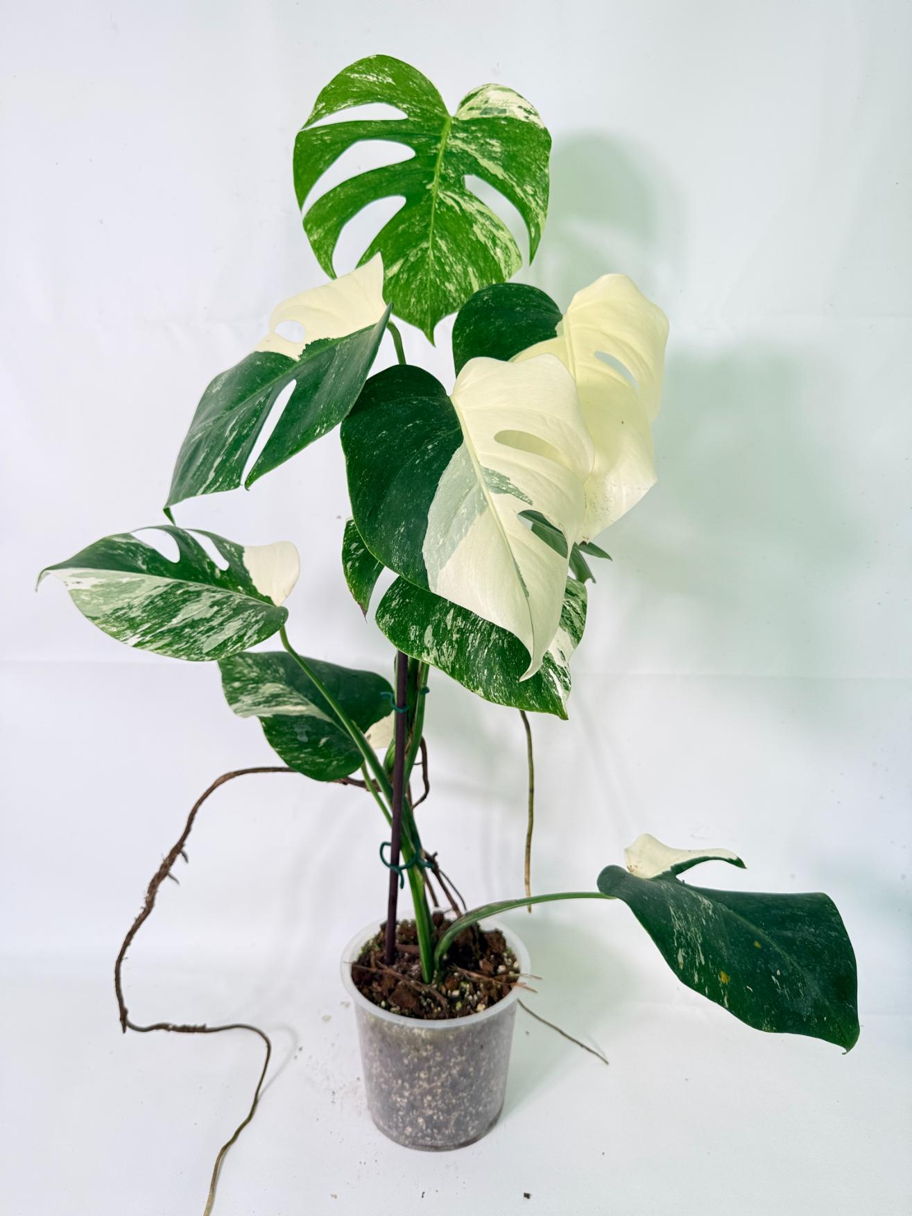 Monstera Albo Variegata XL 09