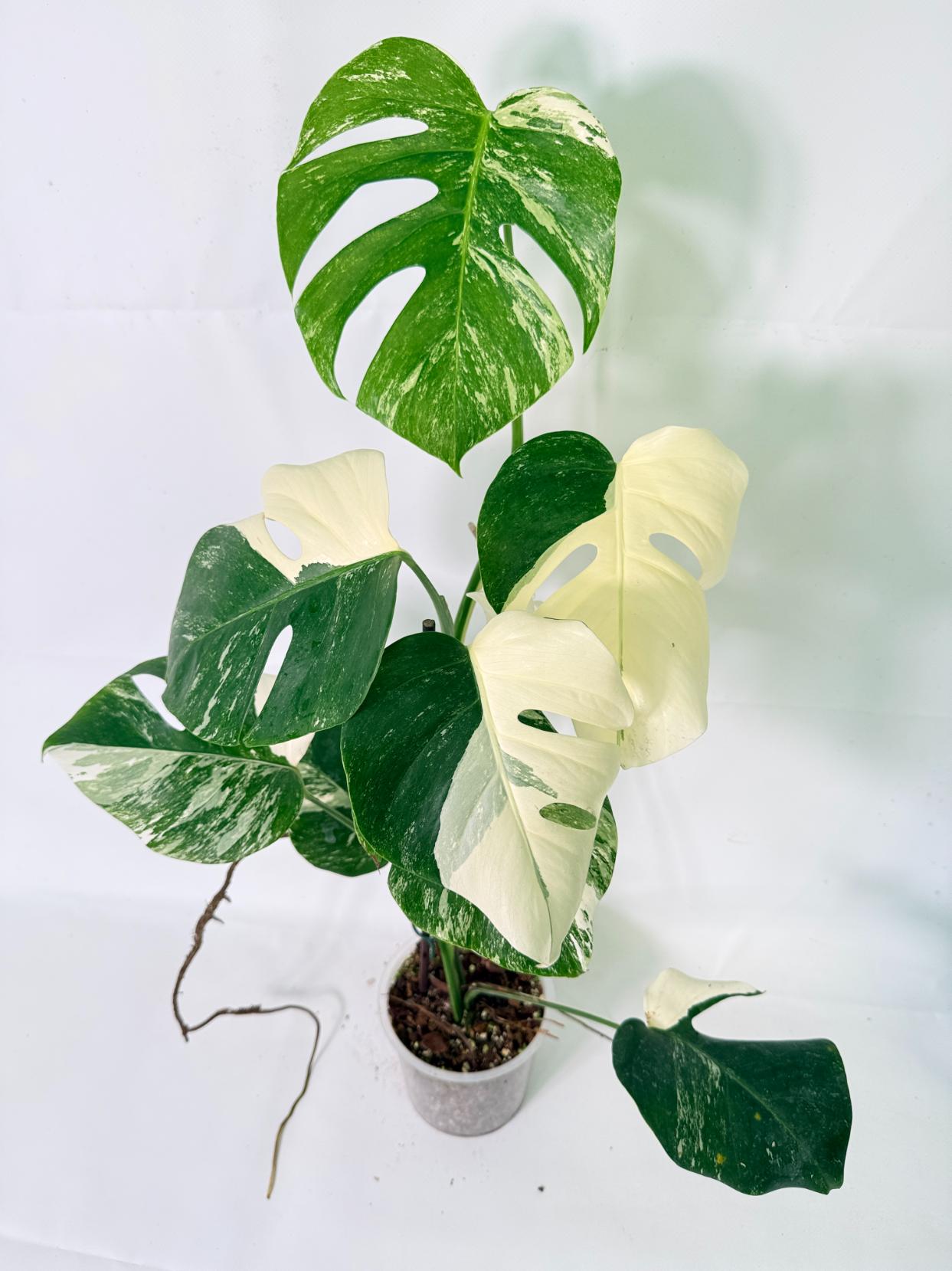 Monstera Albo Variegata XL 10