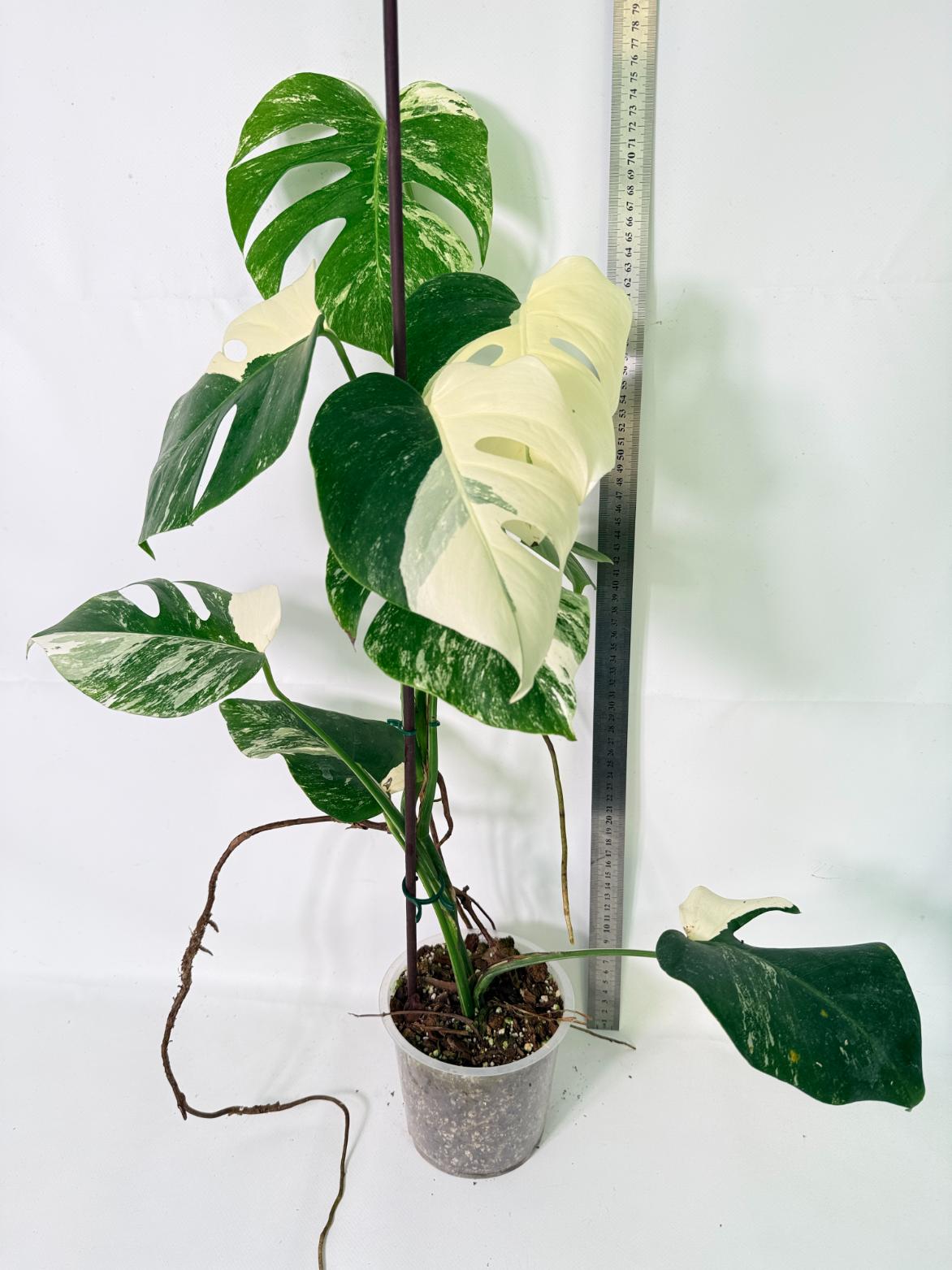 Monstera Albo Variegata XL 01