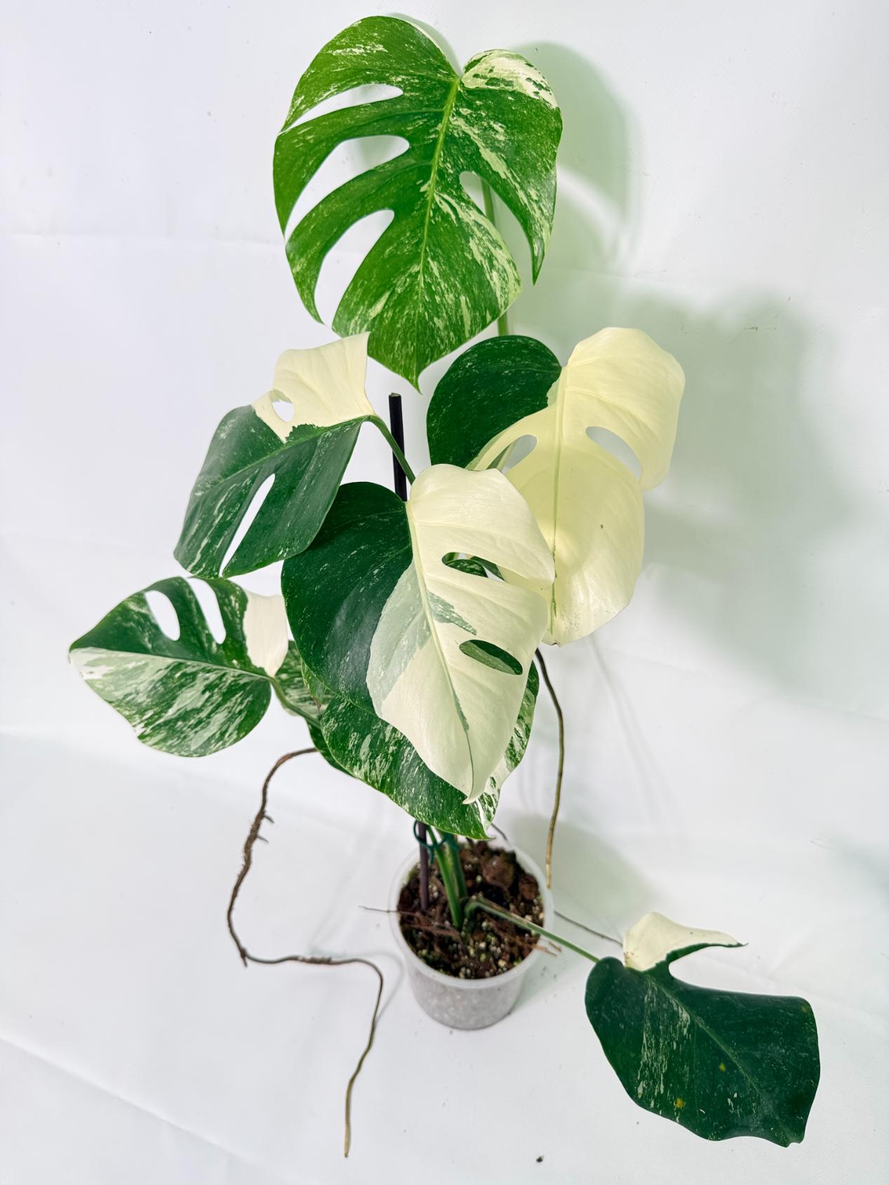 Monstera Albo Variegata XL 02