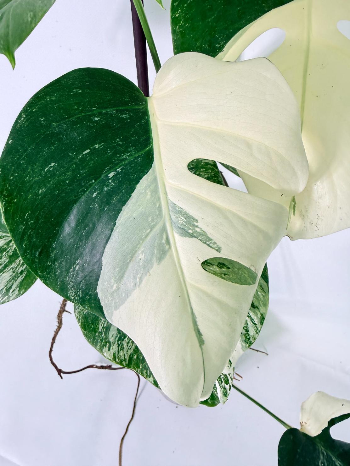 Monstera Albo Variegata XL 03