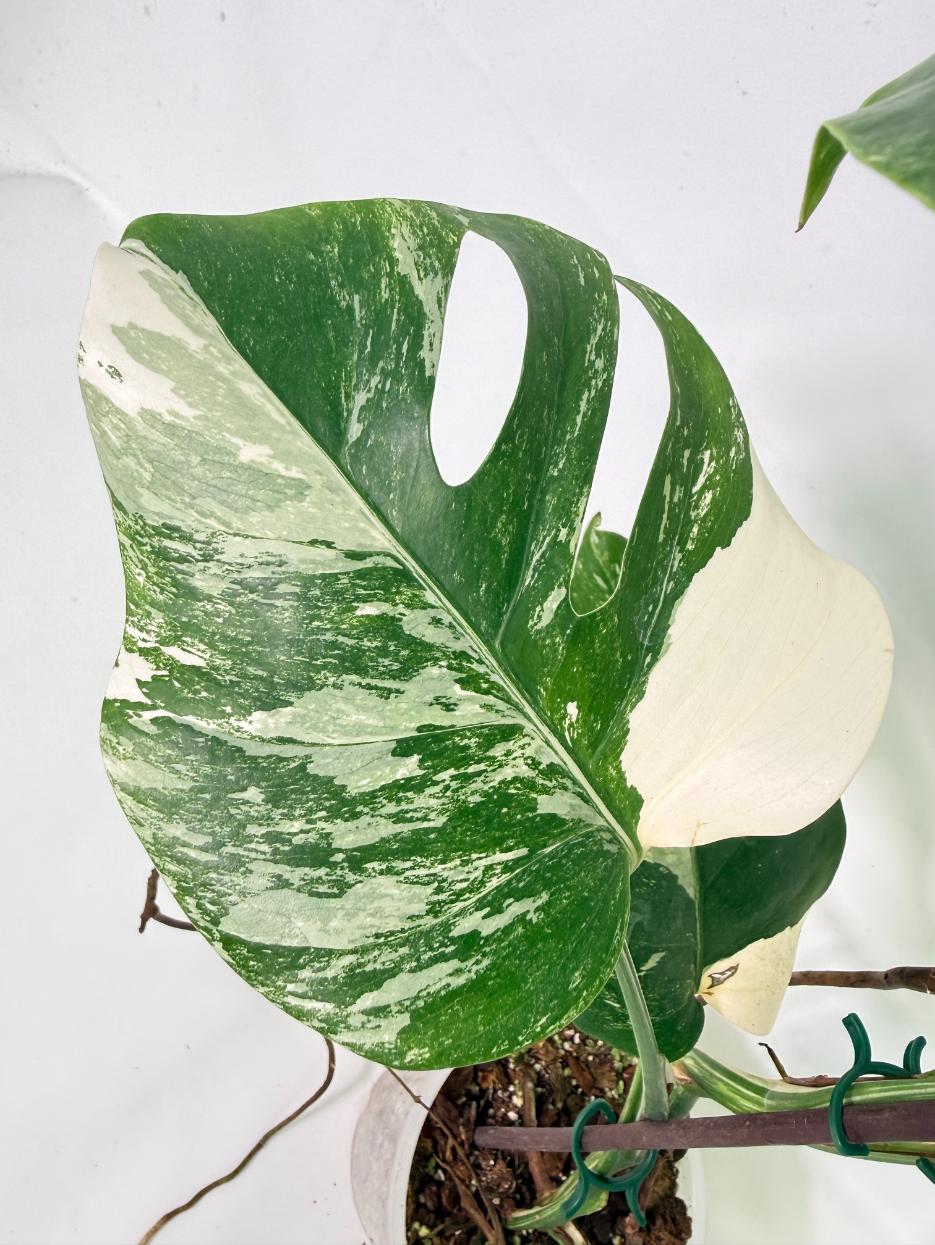 Monstera Albo Variegata XL 04