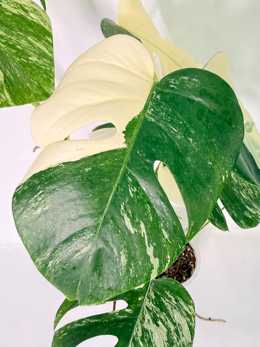 Monstera Albo Variegata XL 05