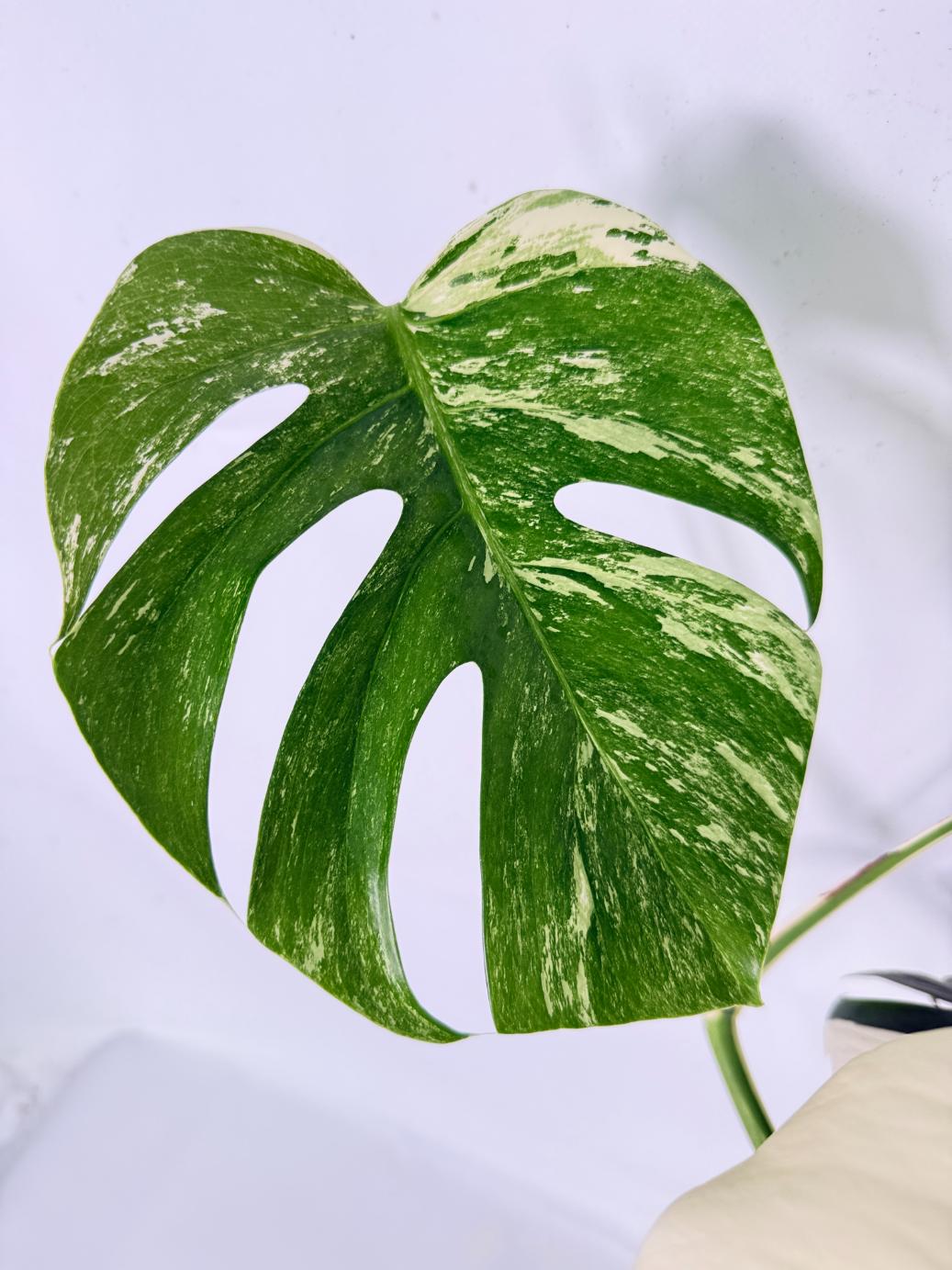 Monstera Albo Variegata XL 06