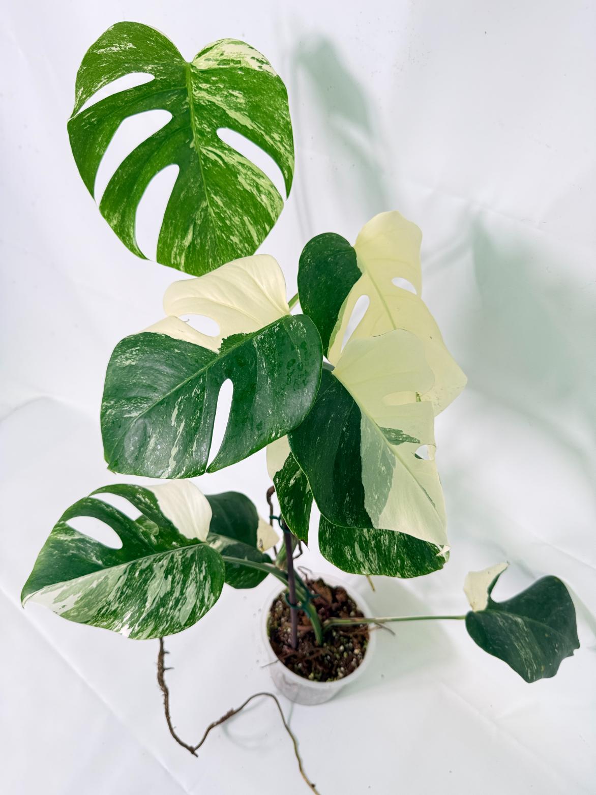 Monstera Albo Variegata XL 07