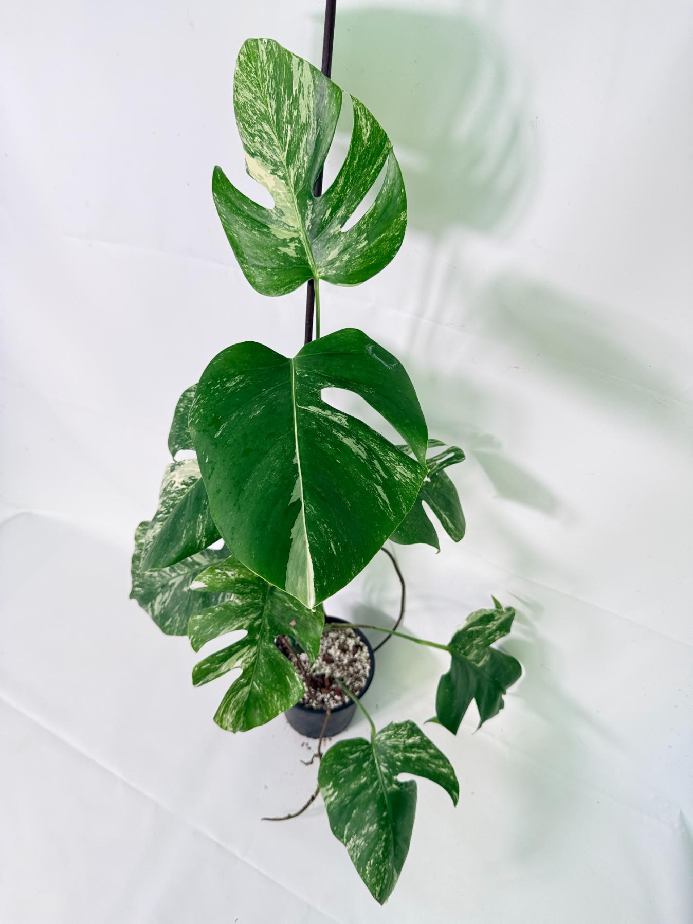 Monstera Albo Variegata XL 09