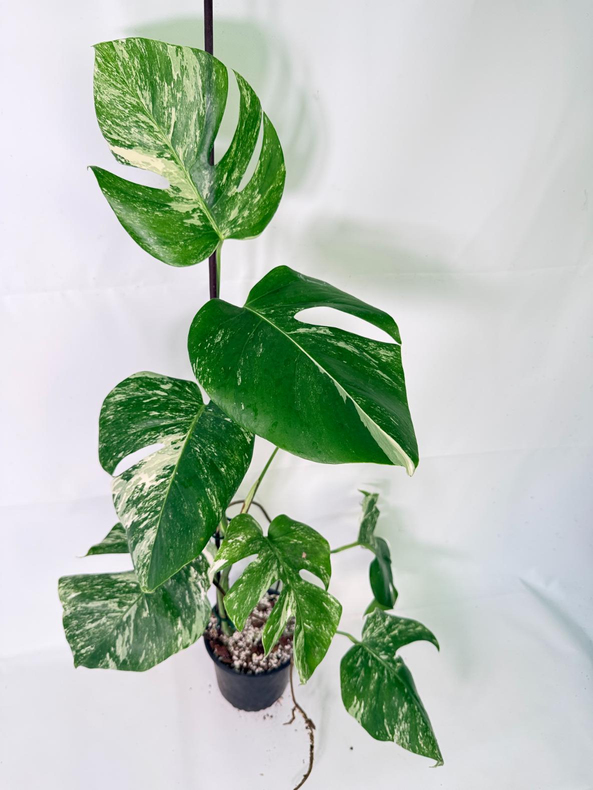 Monstera Albo Variegata XL 10