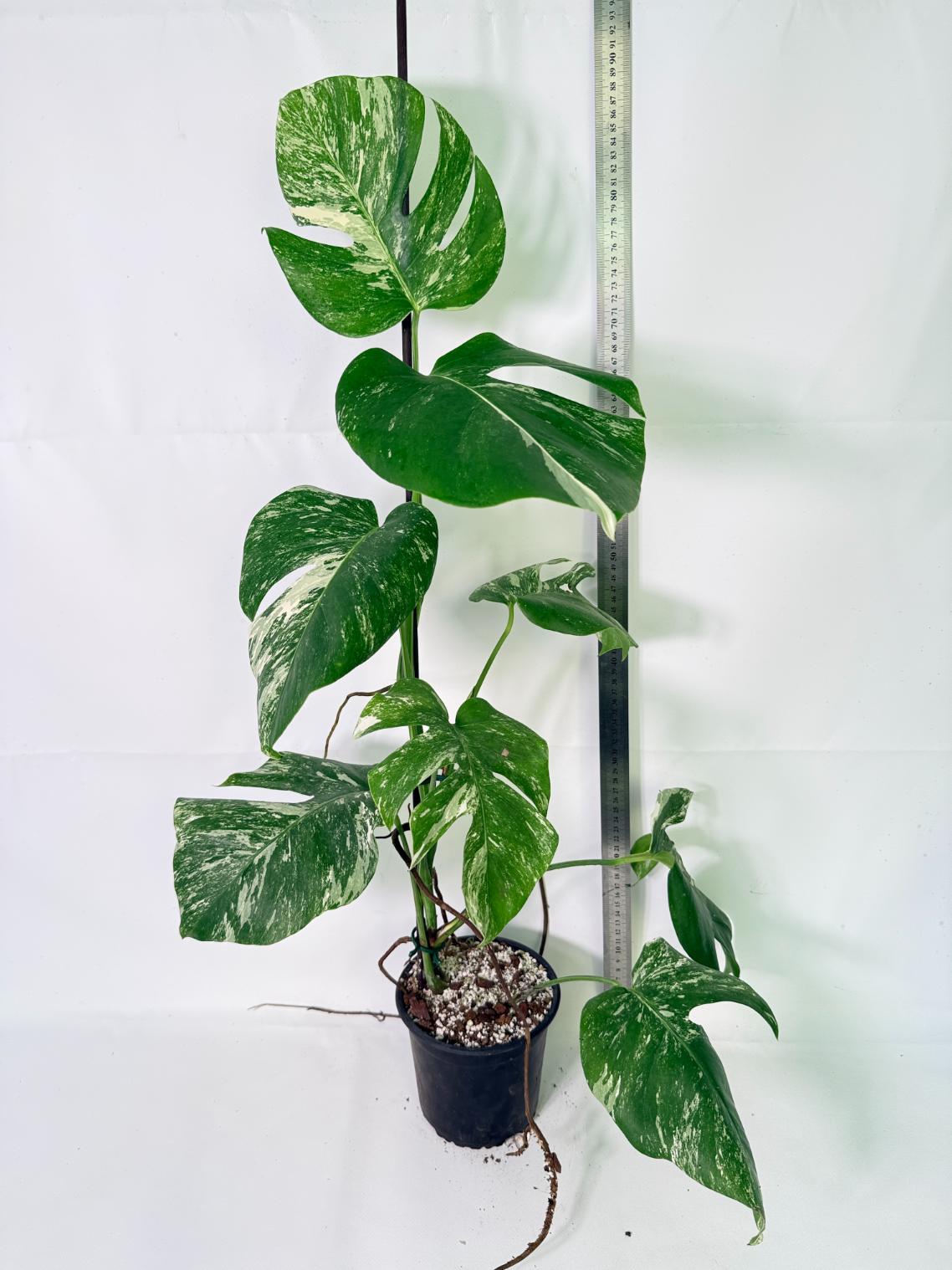 Monstera Albo Variegata XL 02