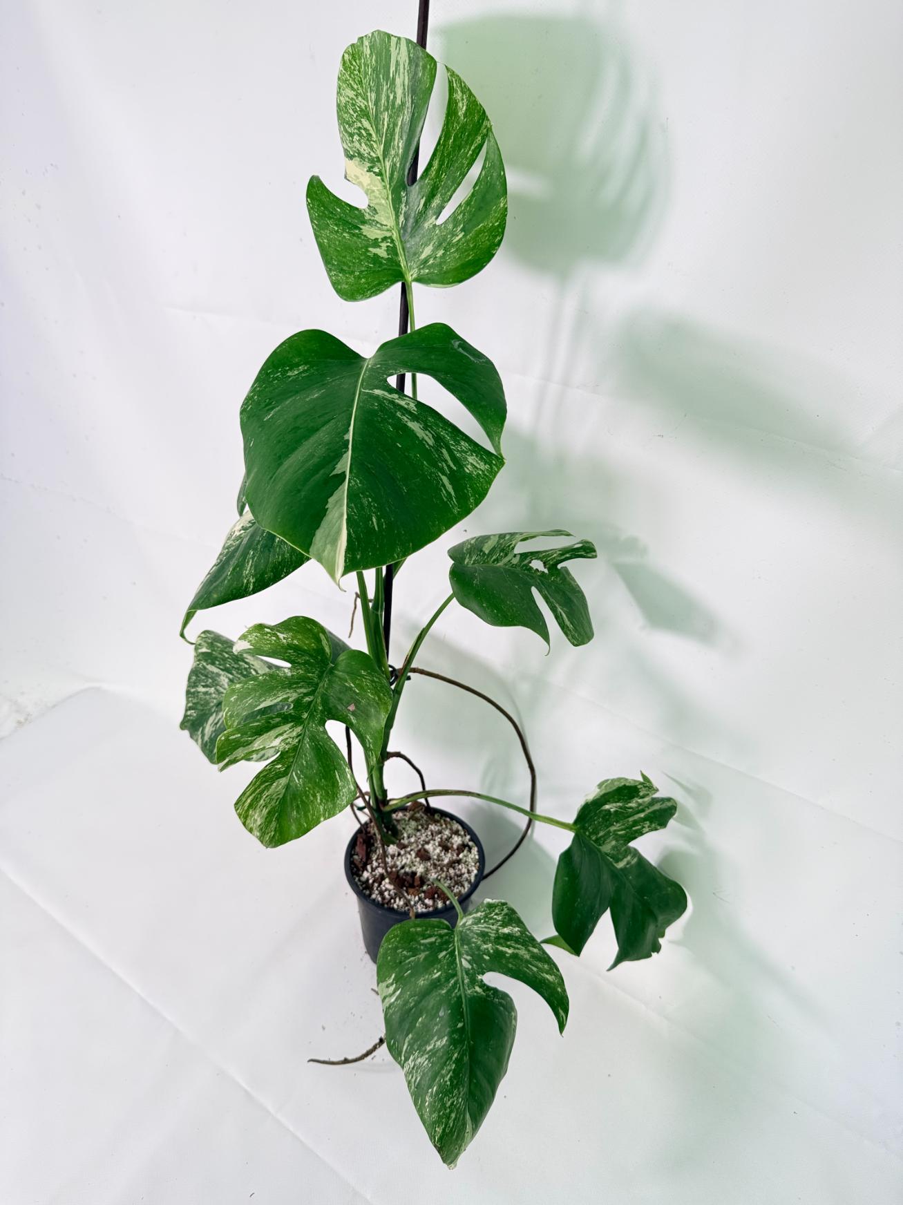 Monstera Albo Variegata XL 03
