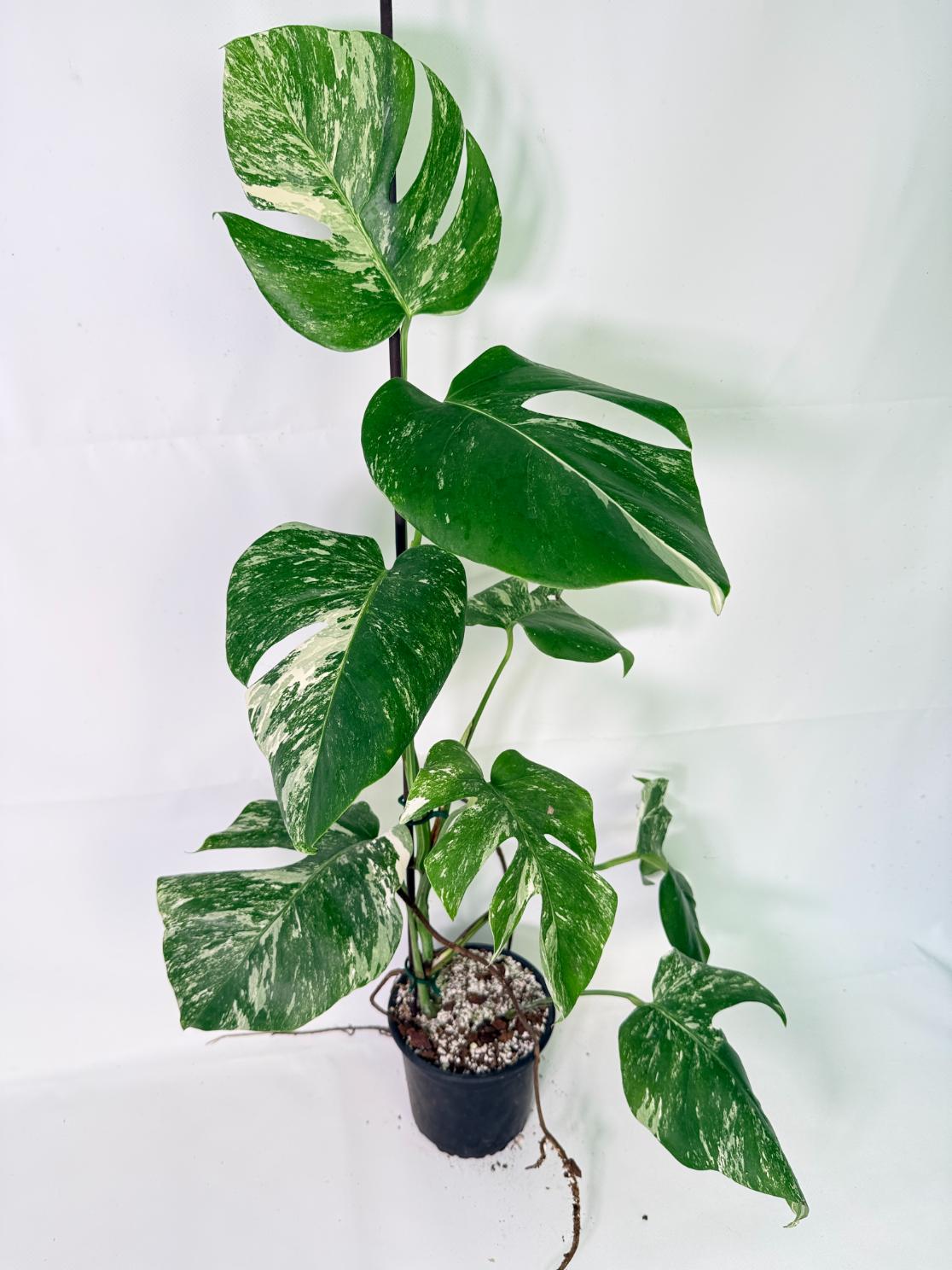Monstera Albo Variegata XL 01