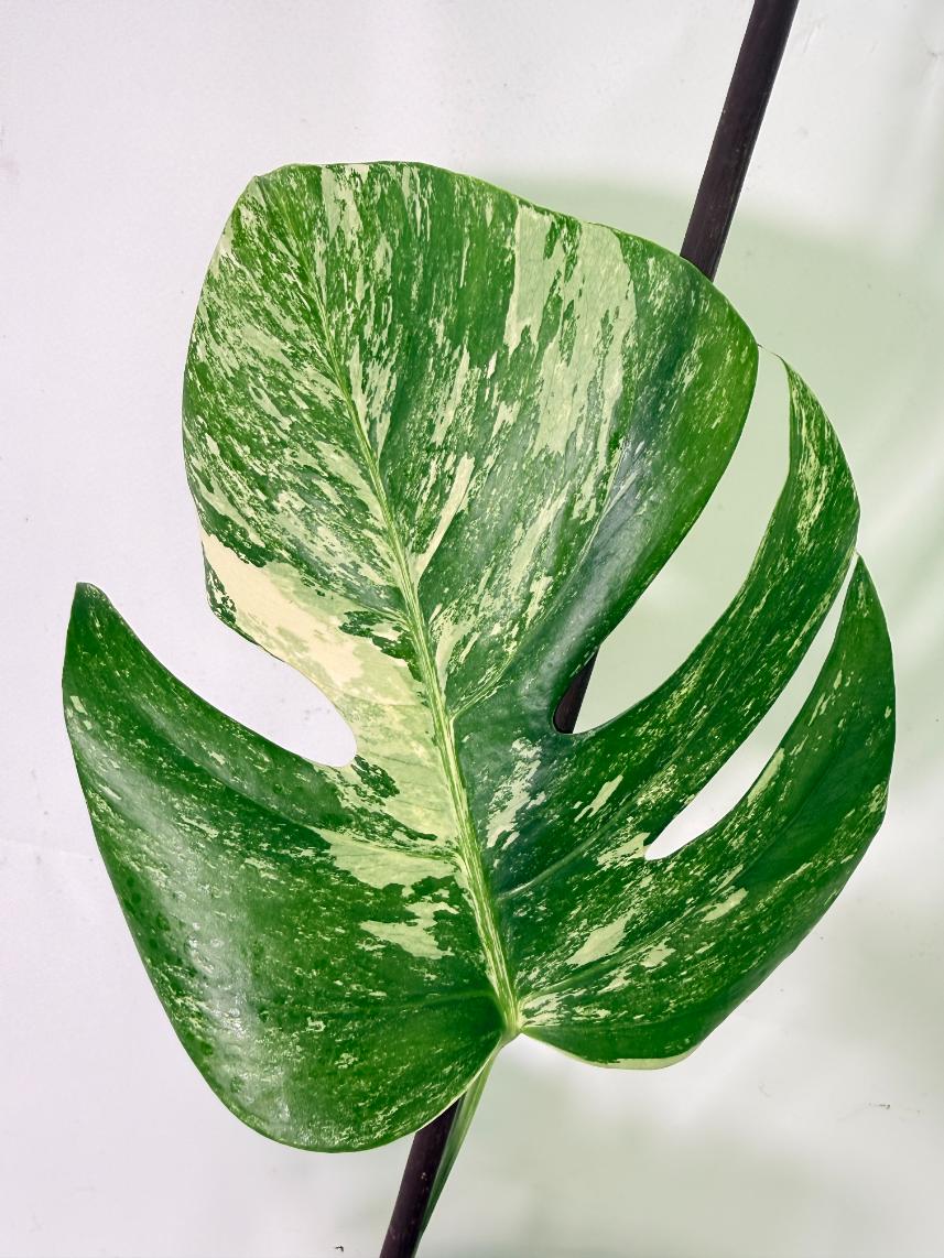 Monstera Albo Variegata XL 04