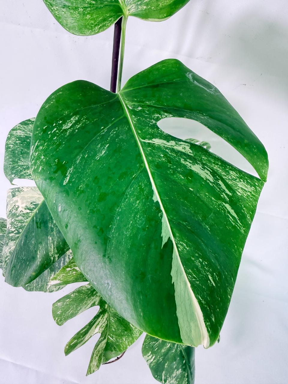 Monstera Albo Variegata XL 05