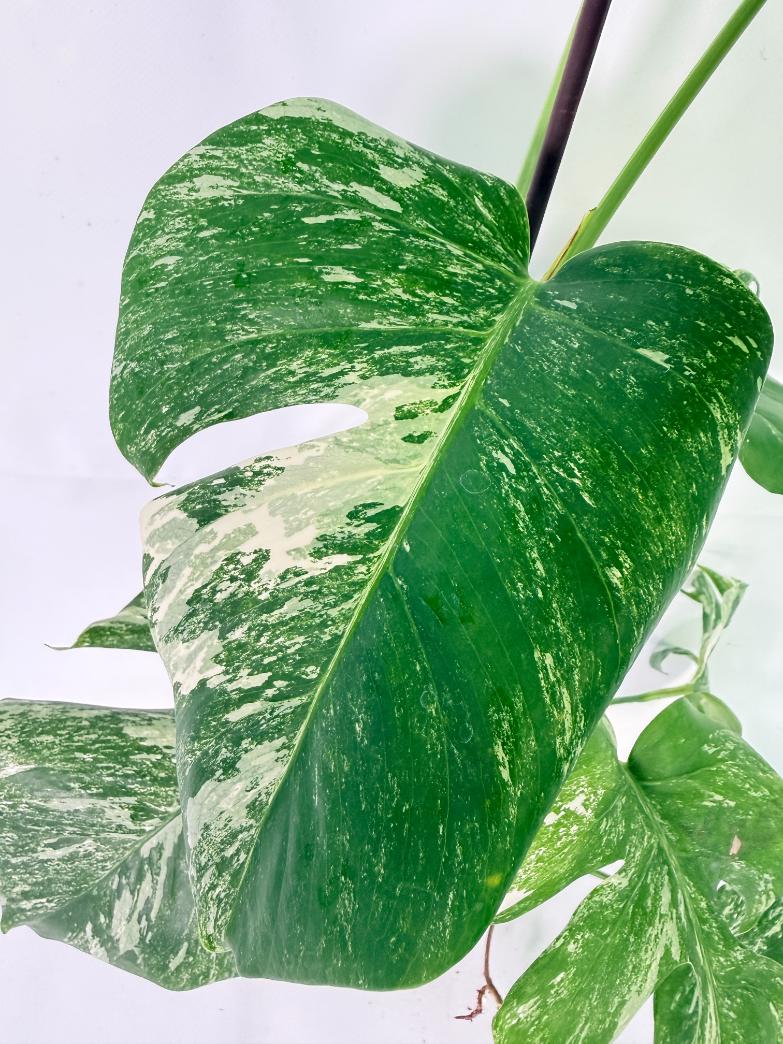 Monstera Albo Variegata XL 06
