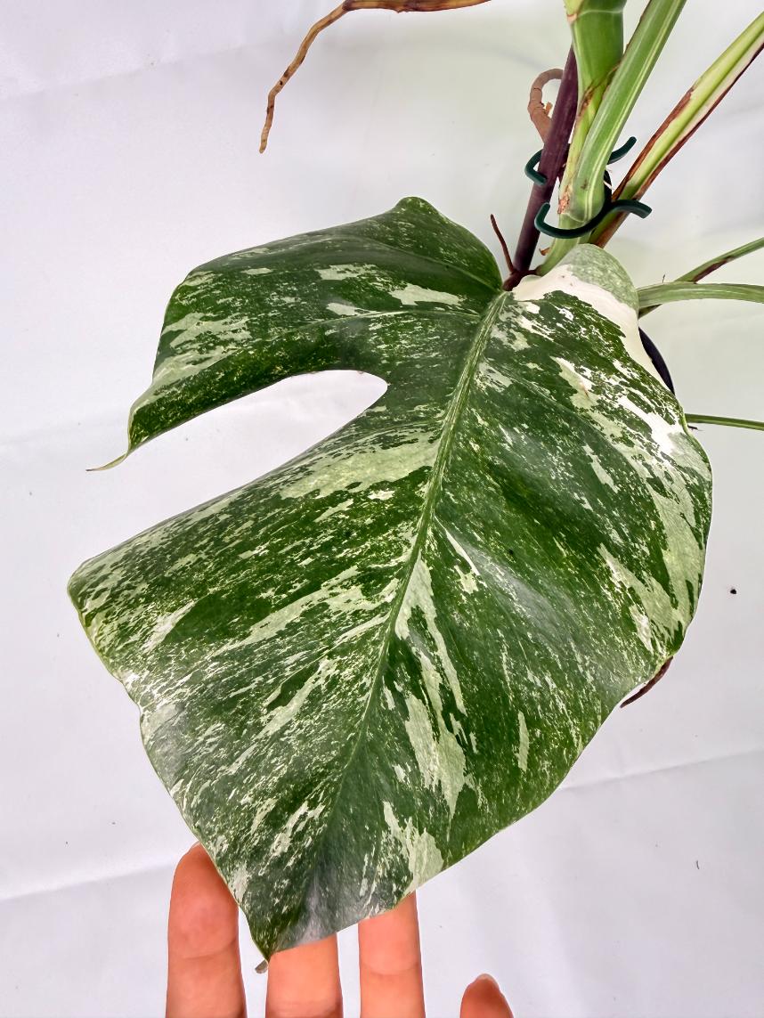 Monstera Albo Variegata XL 07