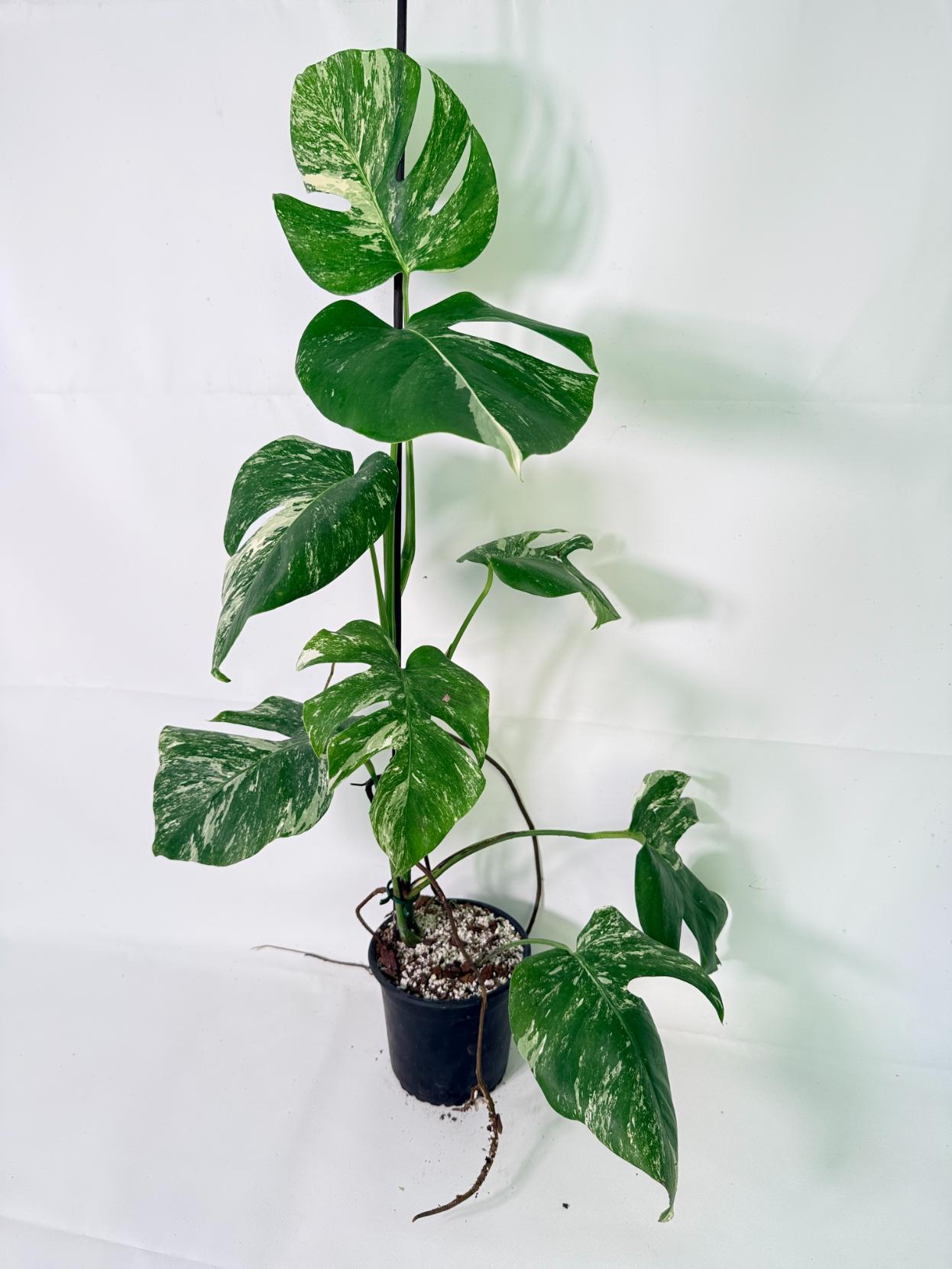 Monstera Albo Variegata XL 08