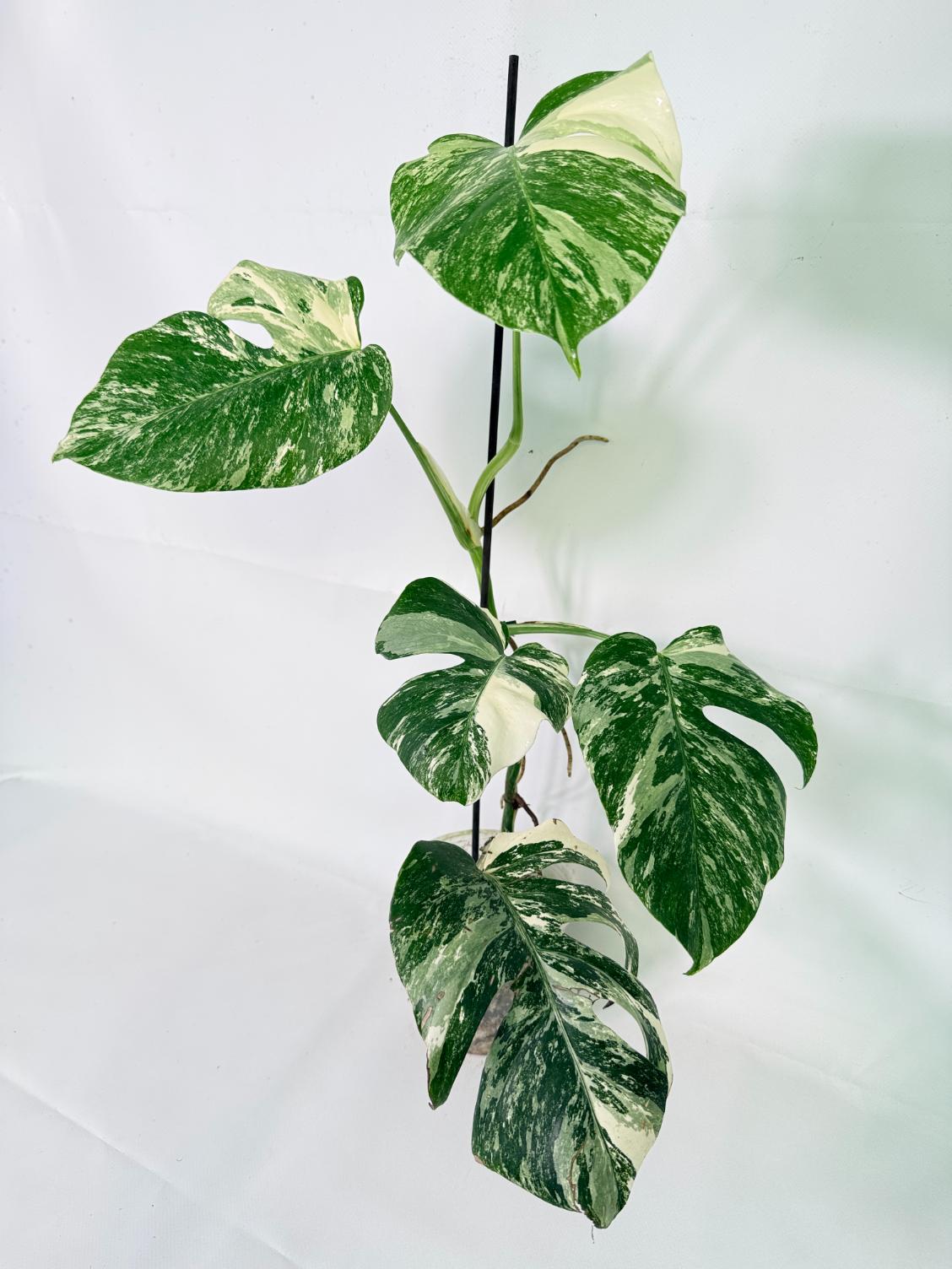 Monstera Albo Variegata XL 09