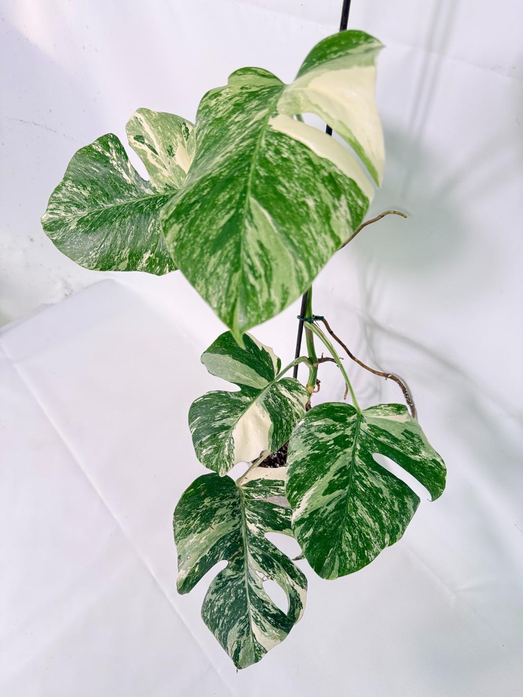 Monstera Albo Variegata XL 10