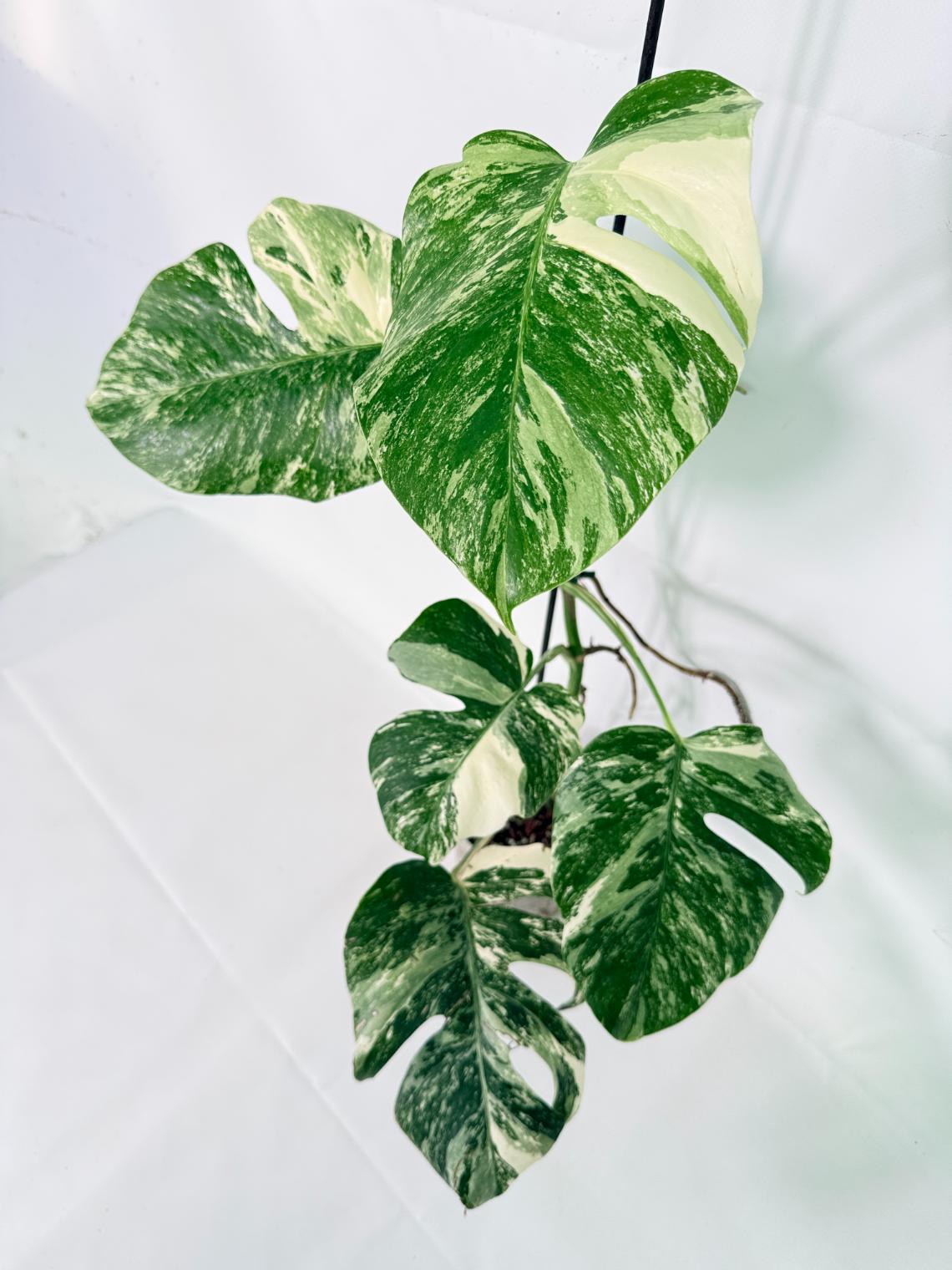 Monstera Albo Variegata XL 11