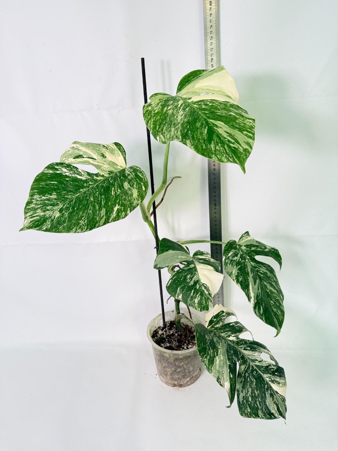 Monstera Albo Variegata XL 02